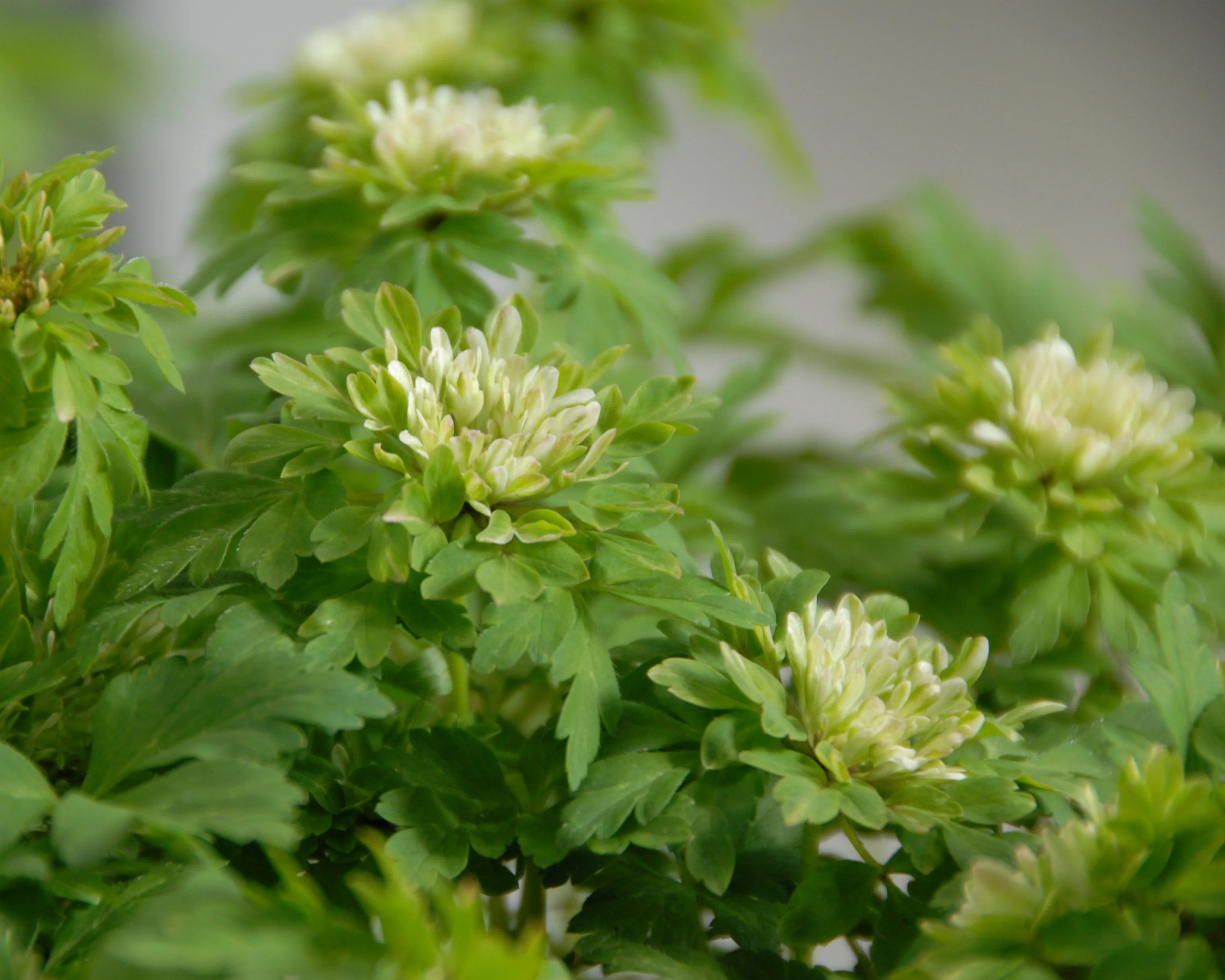 Anemone 'Bracteata Pleniflora' - Image 7
