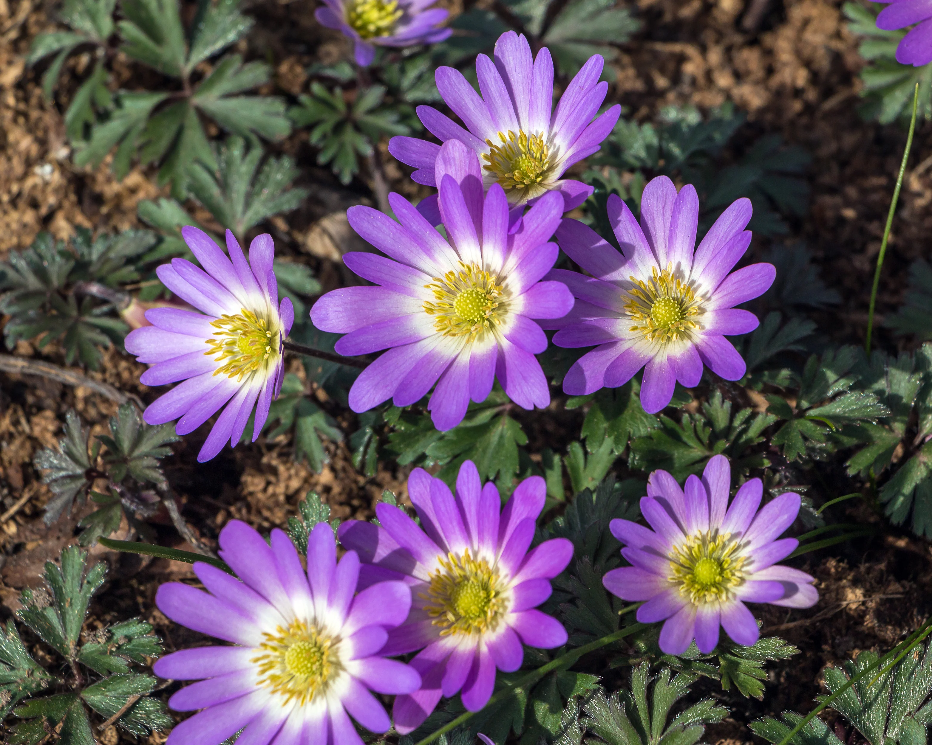 Anemone blanda 'Charmer' - Image 5