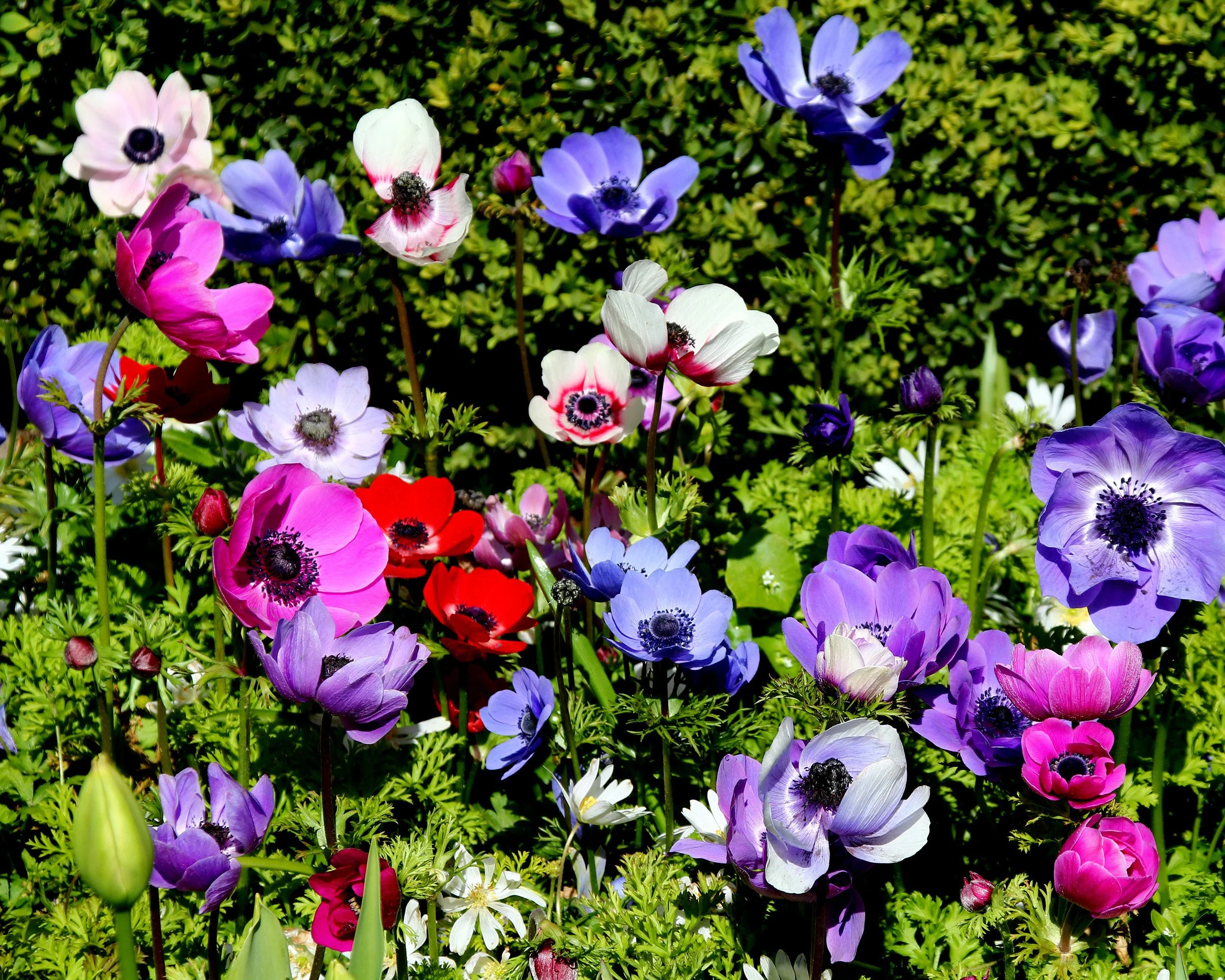Anemone coronaria 'De Caen' - Image 3