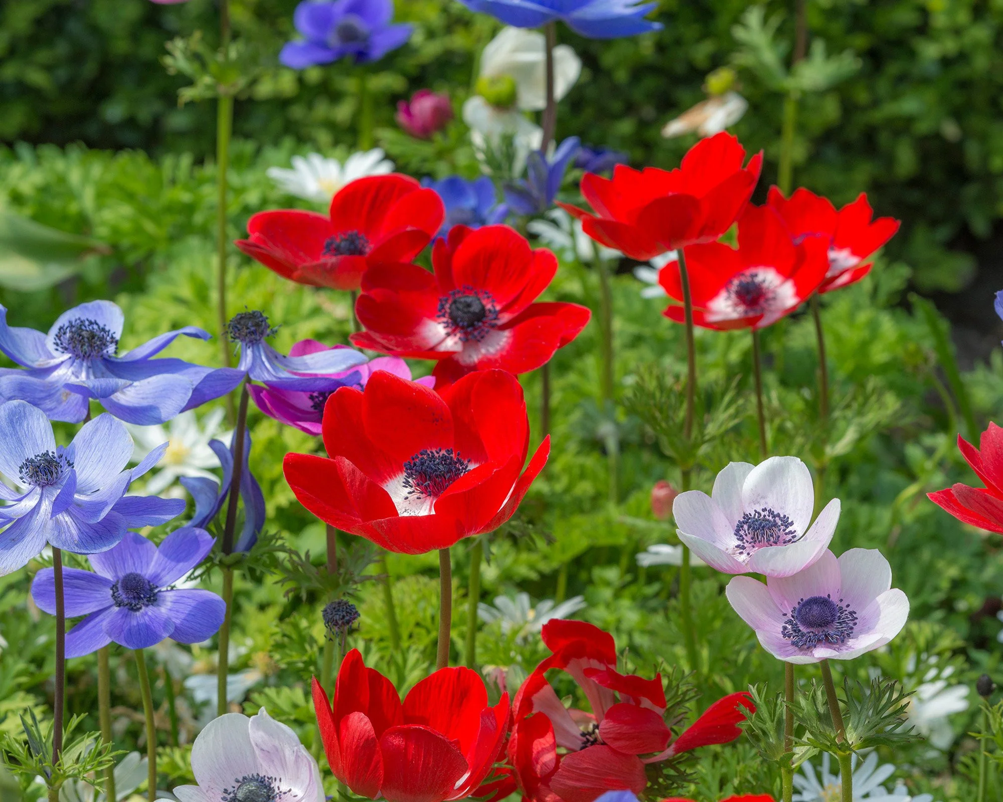 Anemone coronaria 'De Caen' - Image 4