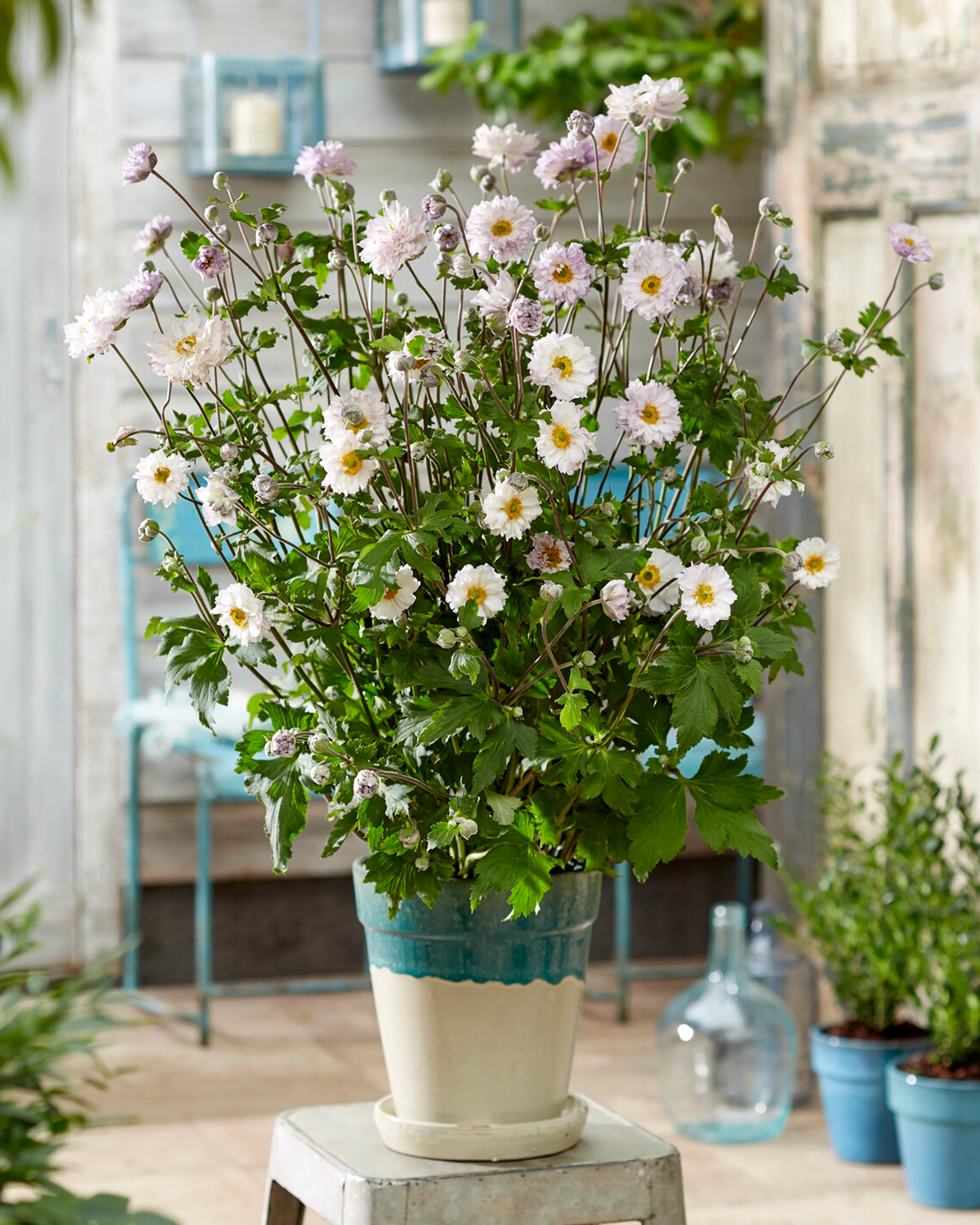 Anemone 'Frilly Knickers' - Image 2