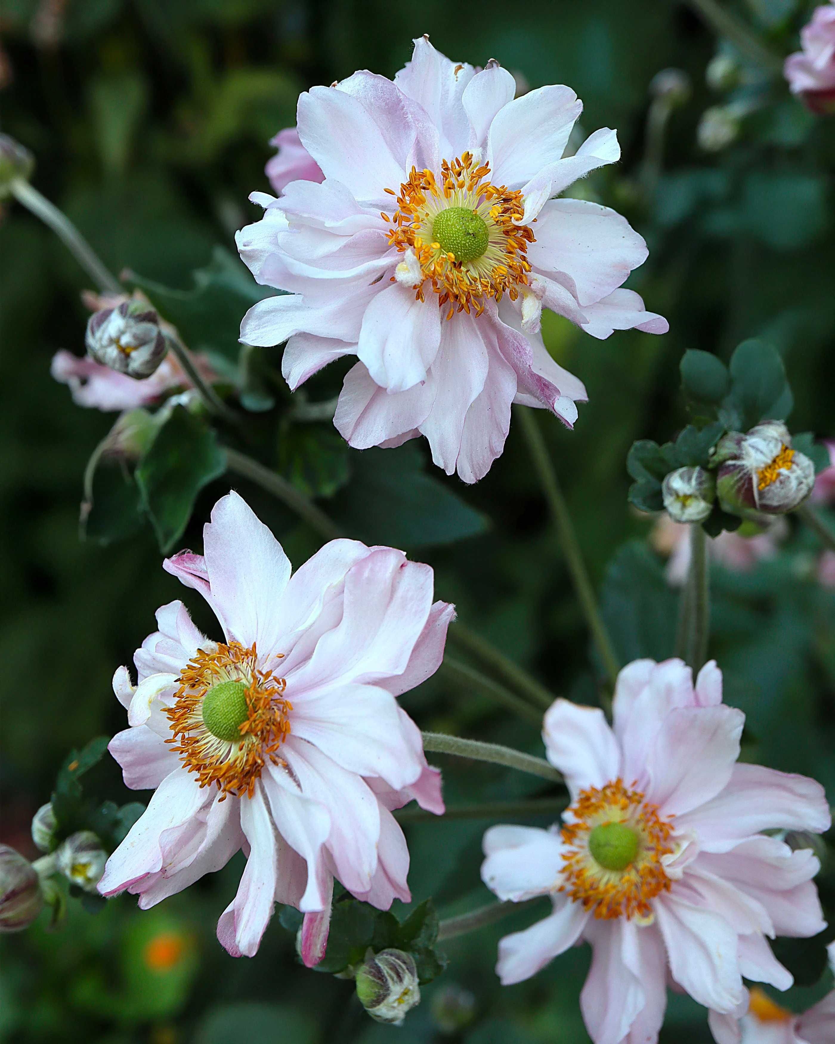 Anemone 'Frilly Knickers' - Image 3
