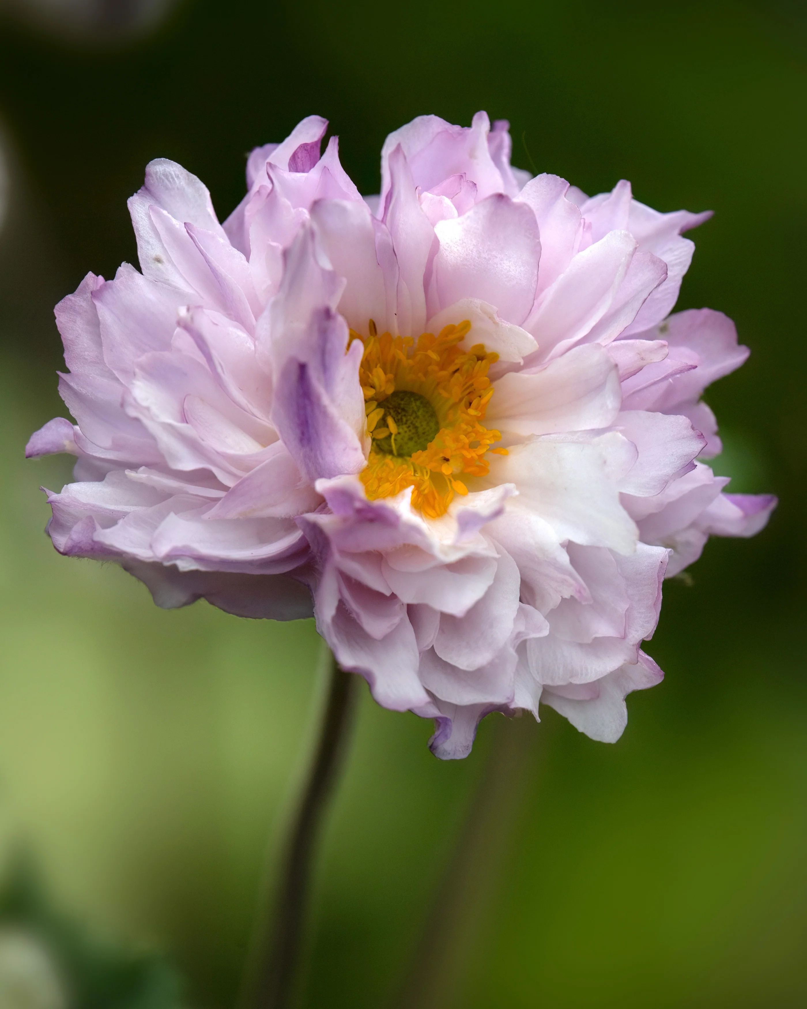 Anemone 'Frilly Knickers' - Image 4