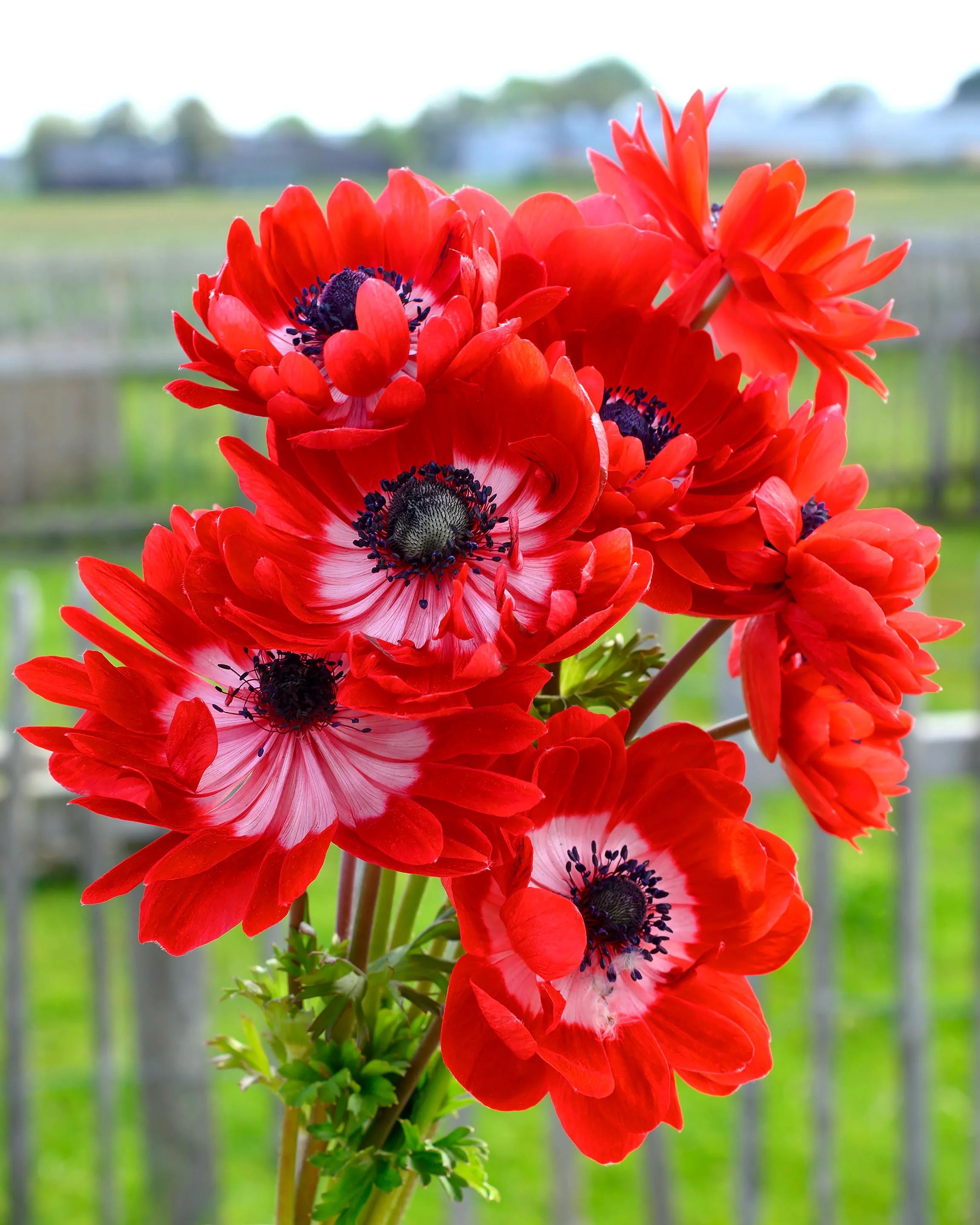 Anemone 'Governor' - Image 2