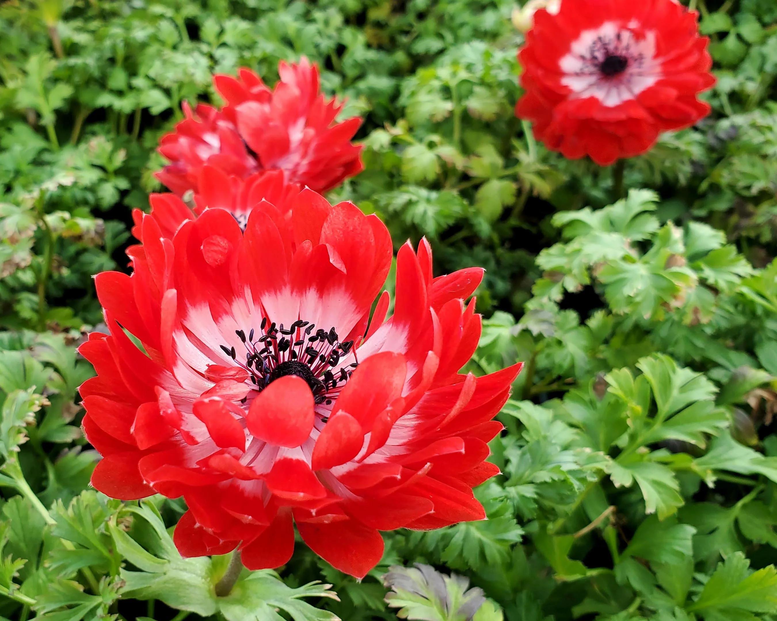 Anemone 'Governor' - Image 4