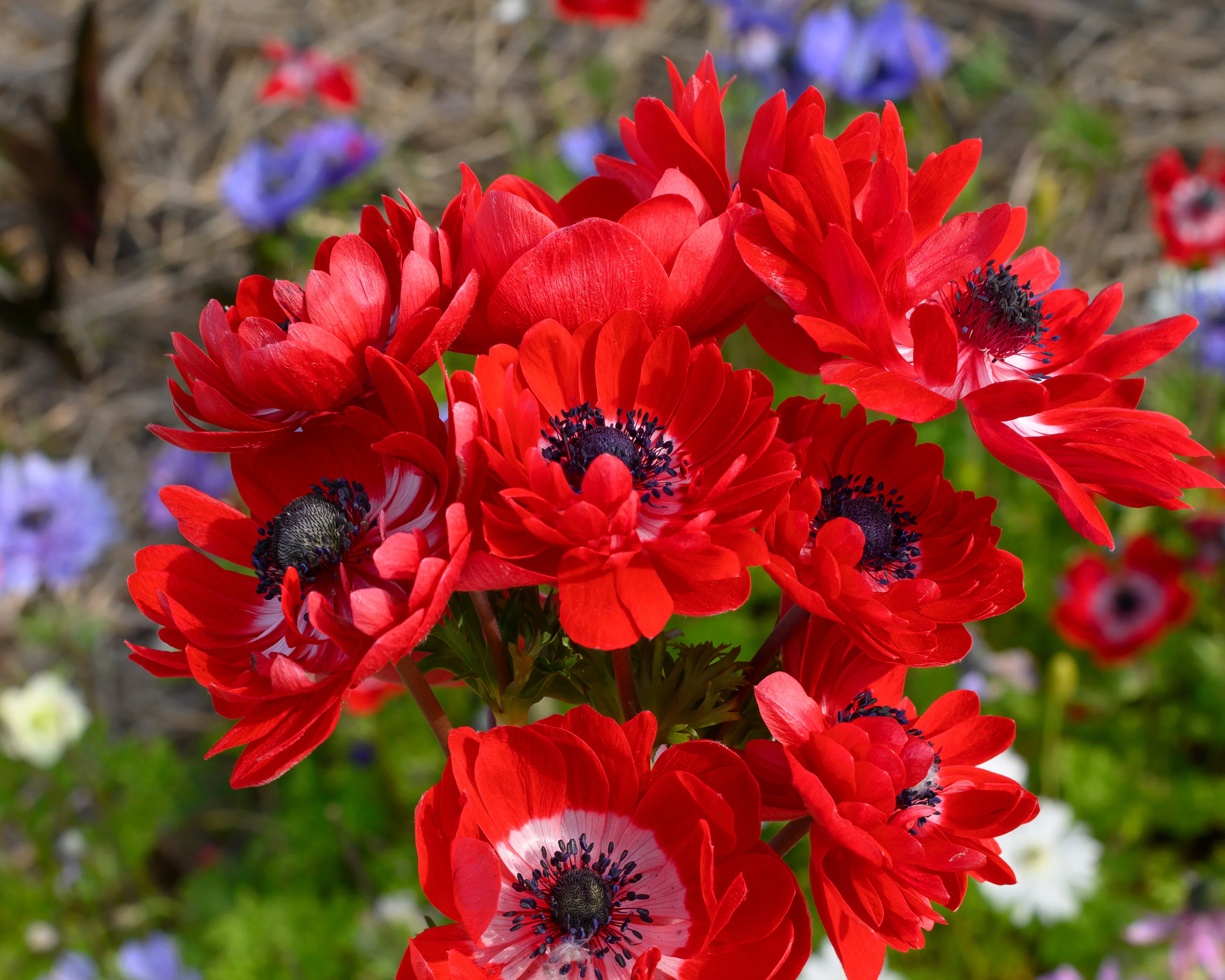 Anemone 'Governor' - Image 5