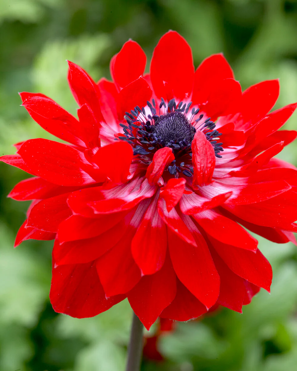 Anemone 'Governor' - Image 7