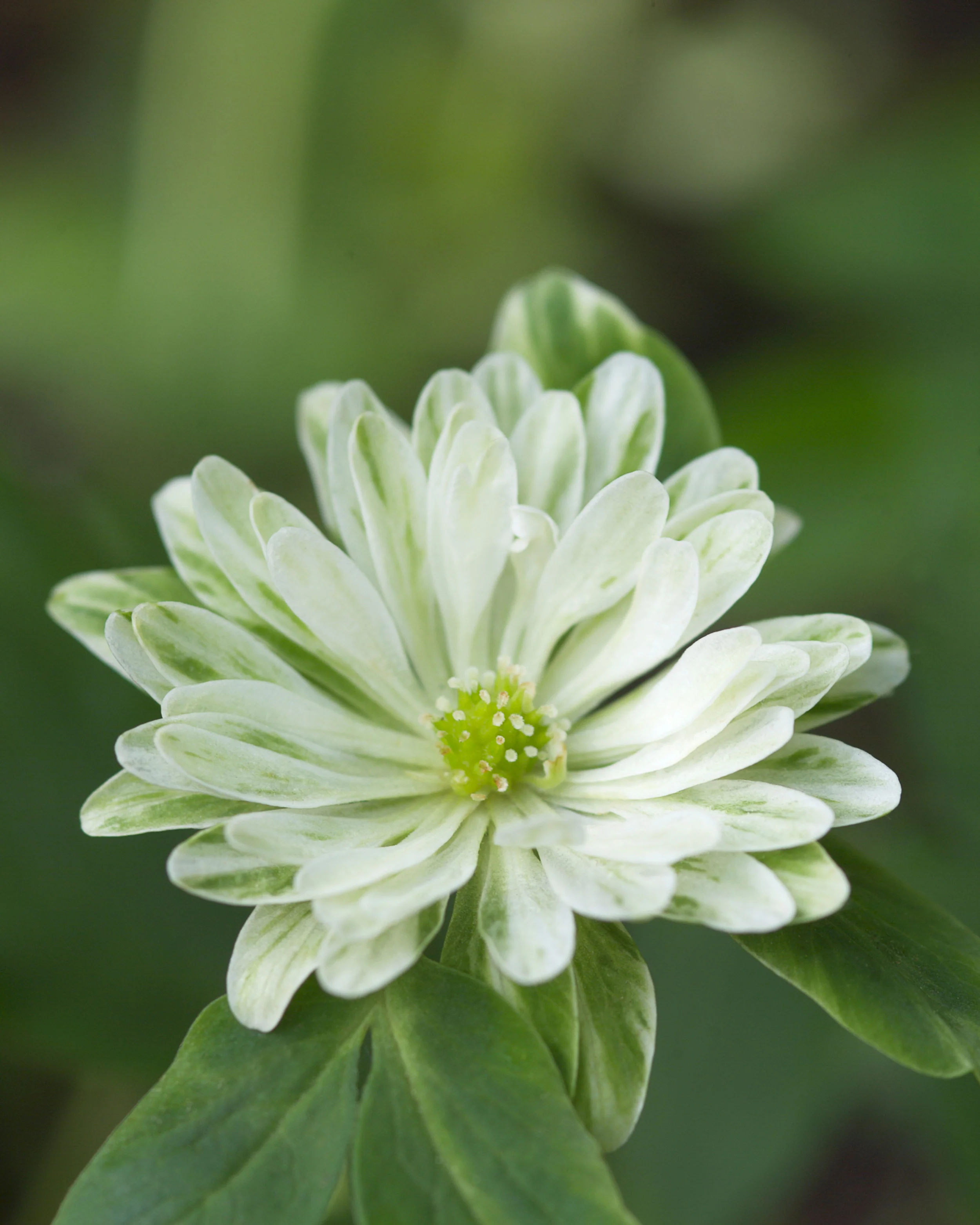 Anemone 'Green Fingers' - Image 3