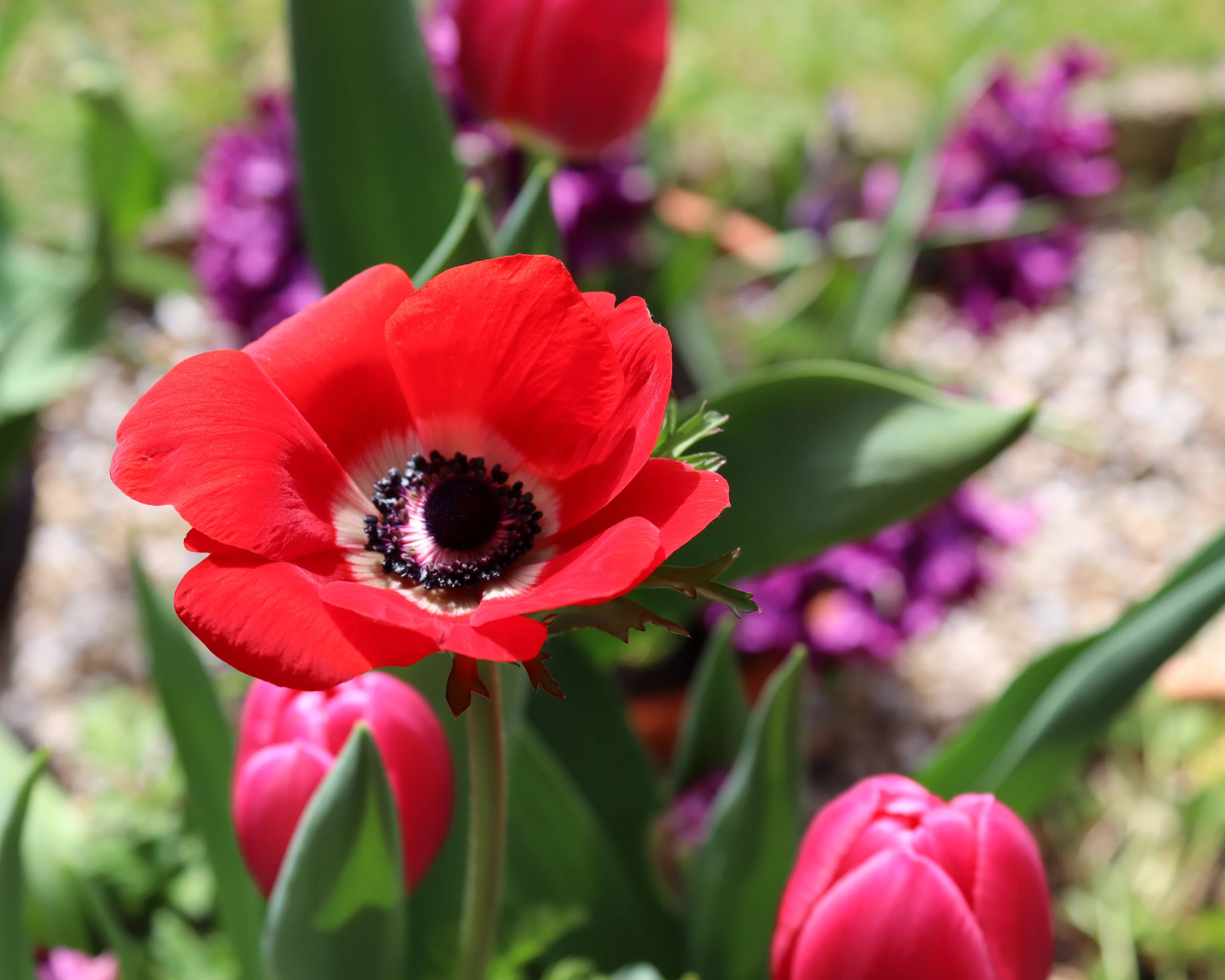 Anemone 'Hollandia' - Image 3
