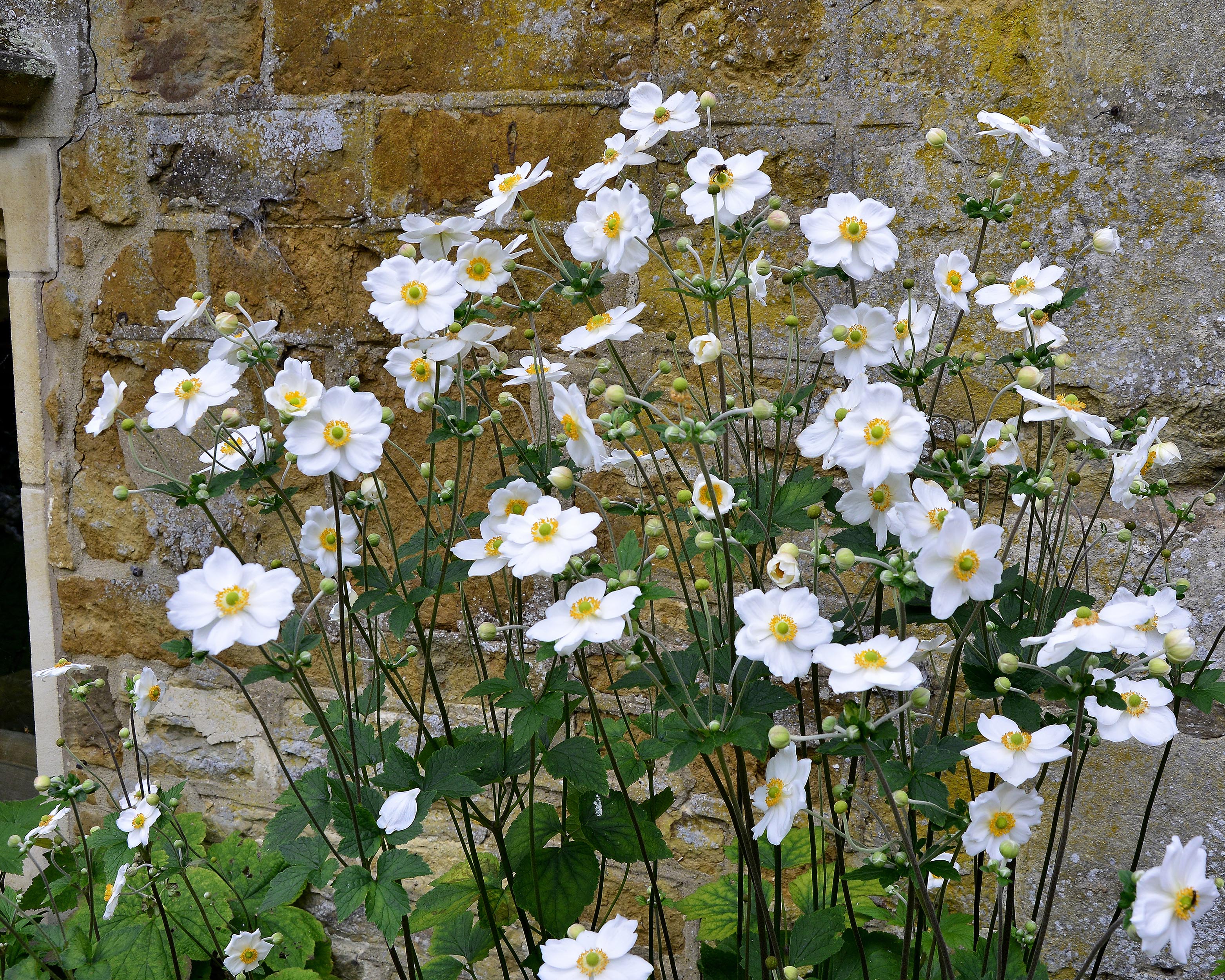 Anemone 'Honorine Jobert' - Image 10
