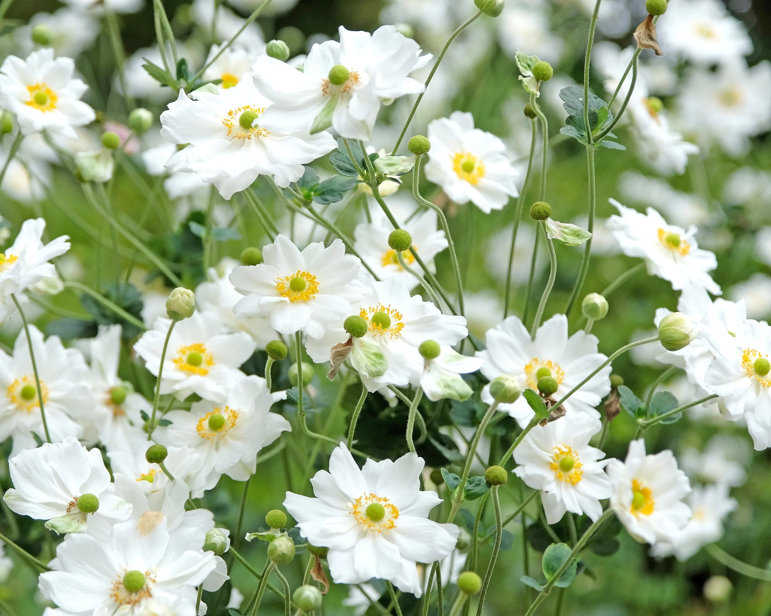 Anemone 'Honorine Jobert' - Image 2