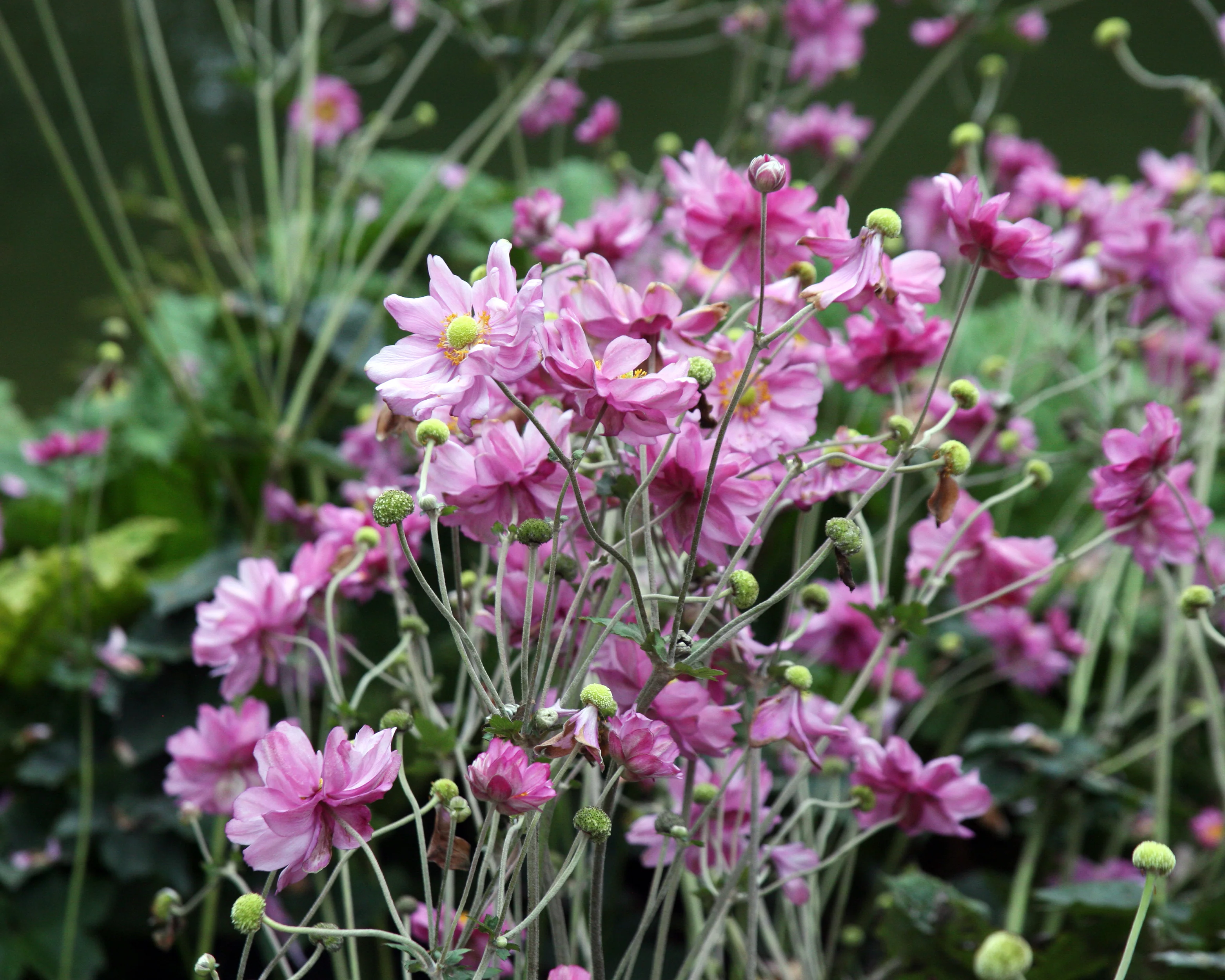 Anemone 'Königin Charlotte' - Image 3