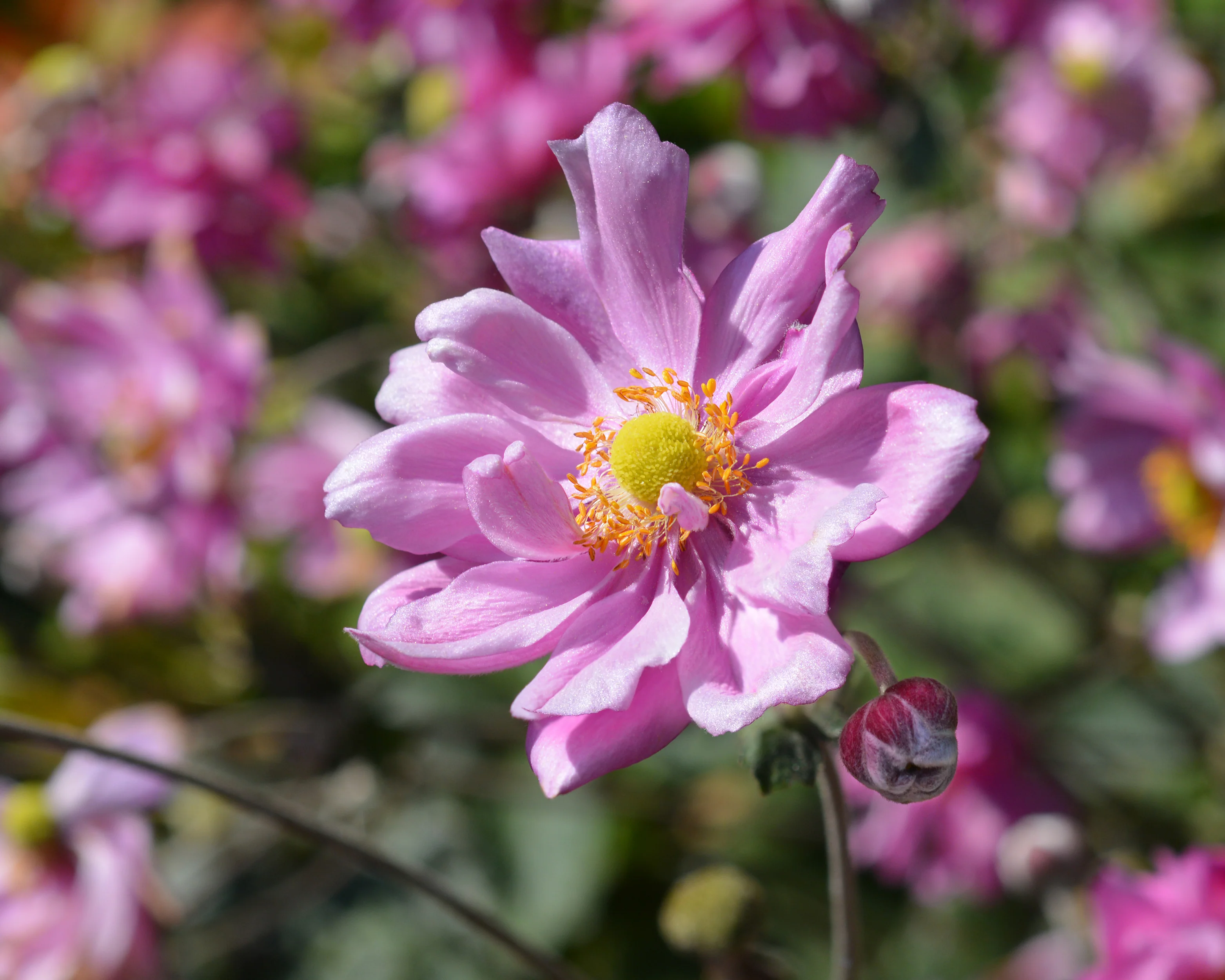 Anemone 'Königin Charlotte' - Image 4
