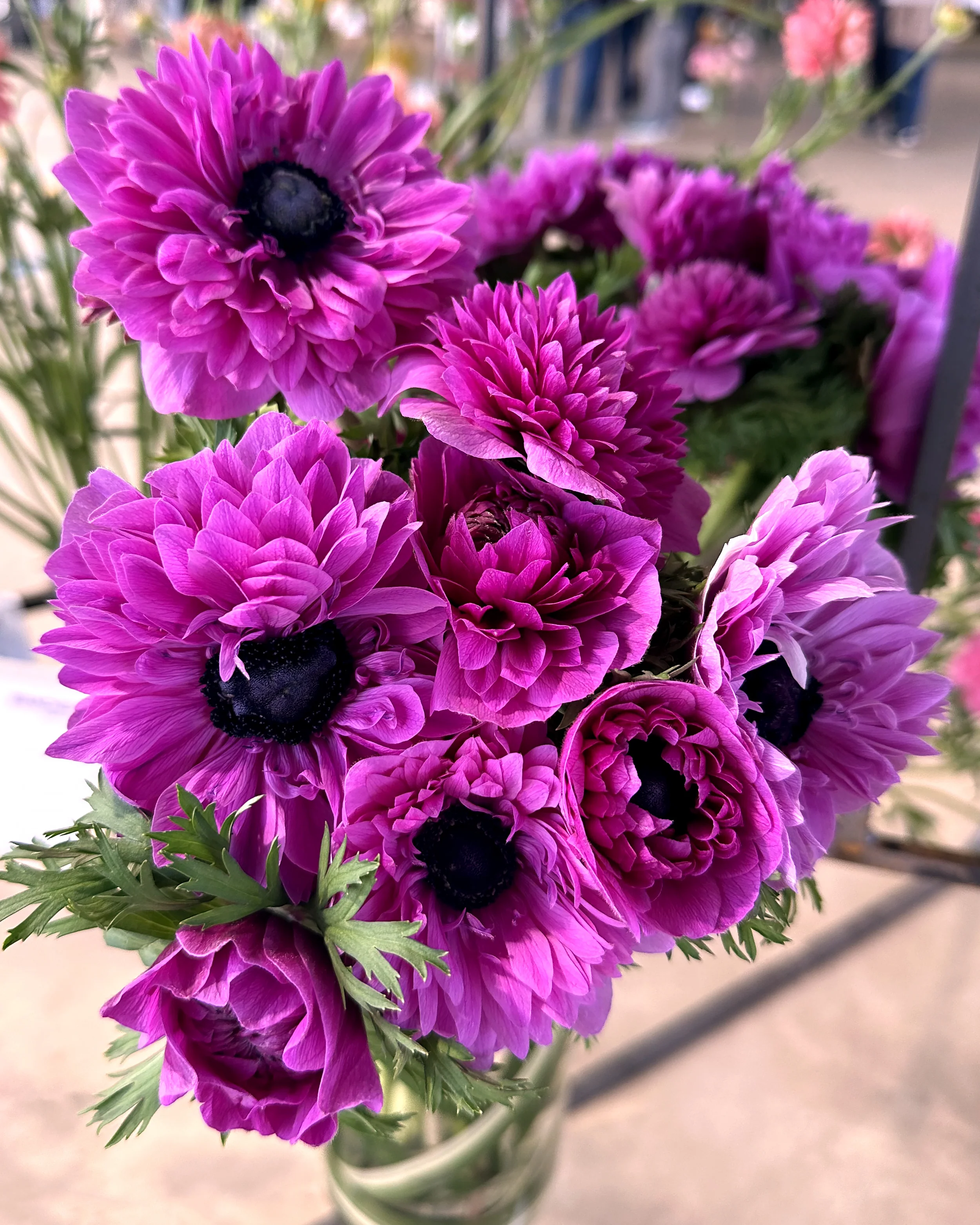 Anemone 'Levante® Fucsia' - Image 2