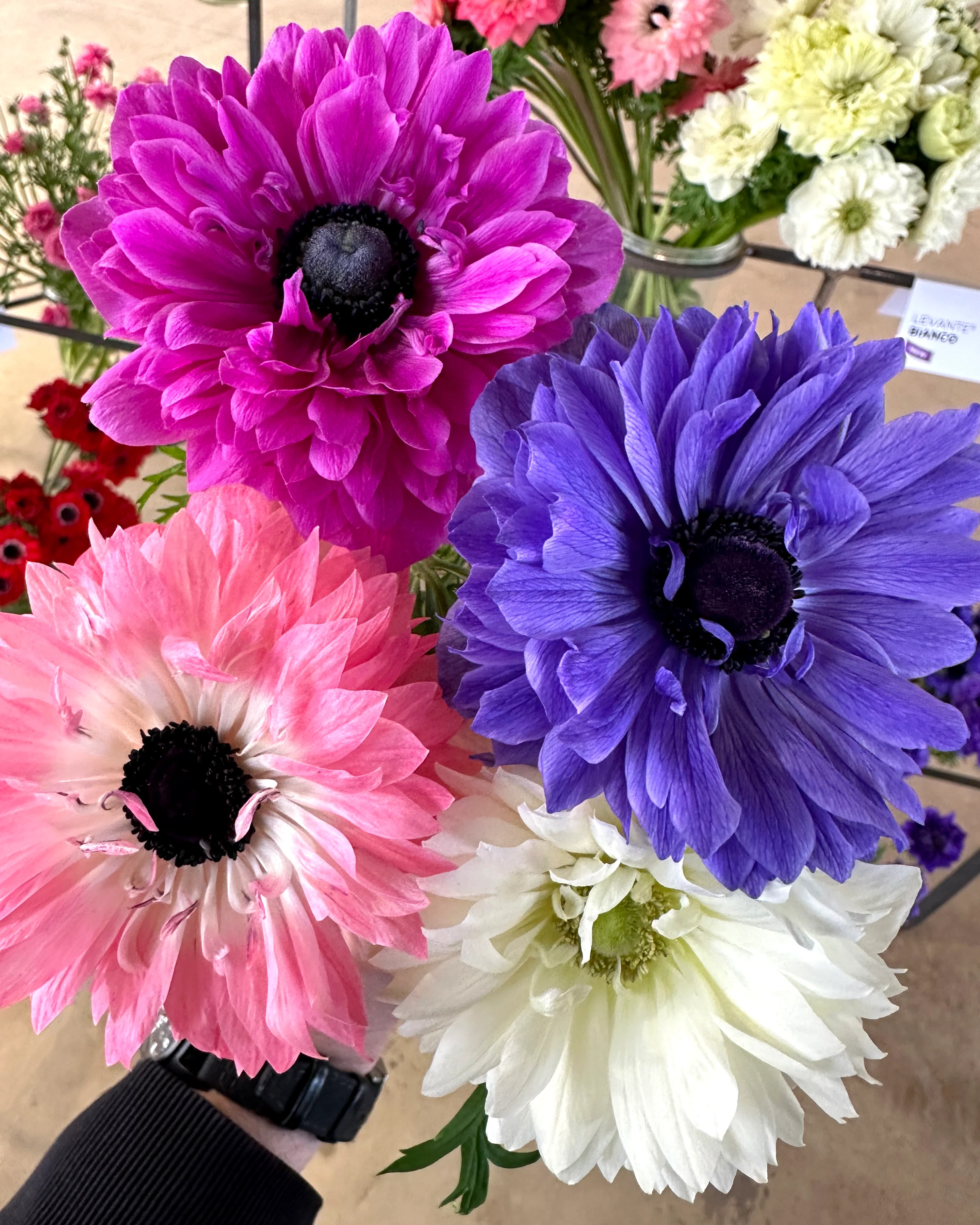 Anemone 'Levante® Mix' - Image 2