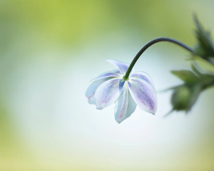 Anemone leveillei - Image 3