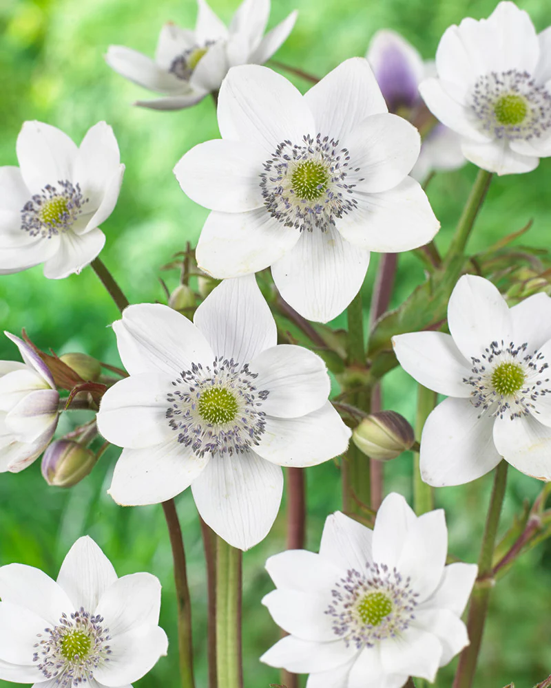 Anemone leveillei - Image 4