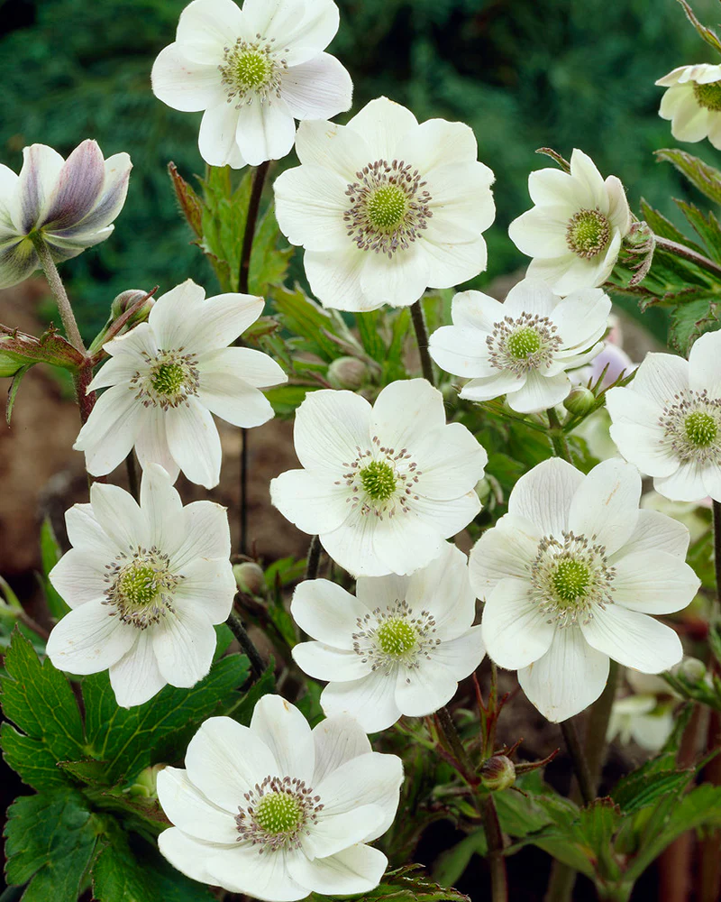 Anemone leveillei - Image 6