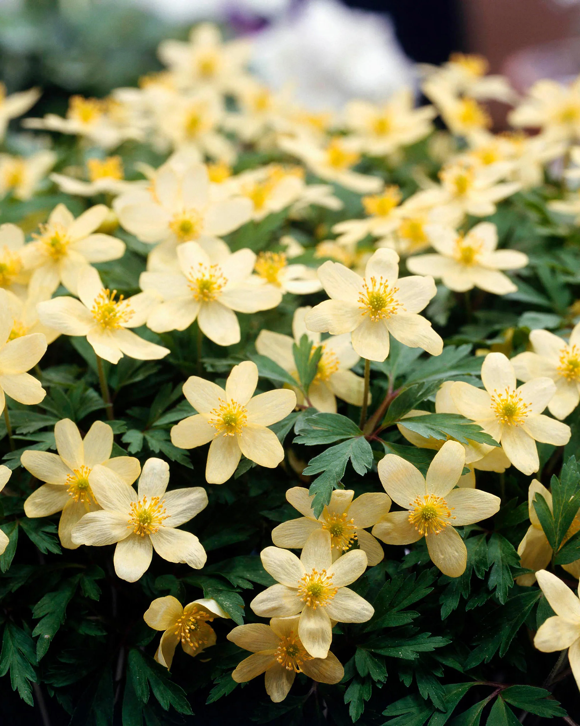 Anemone × lipsiensis - Image 4