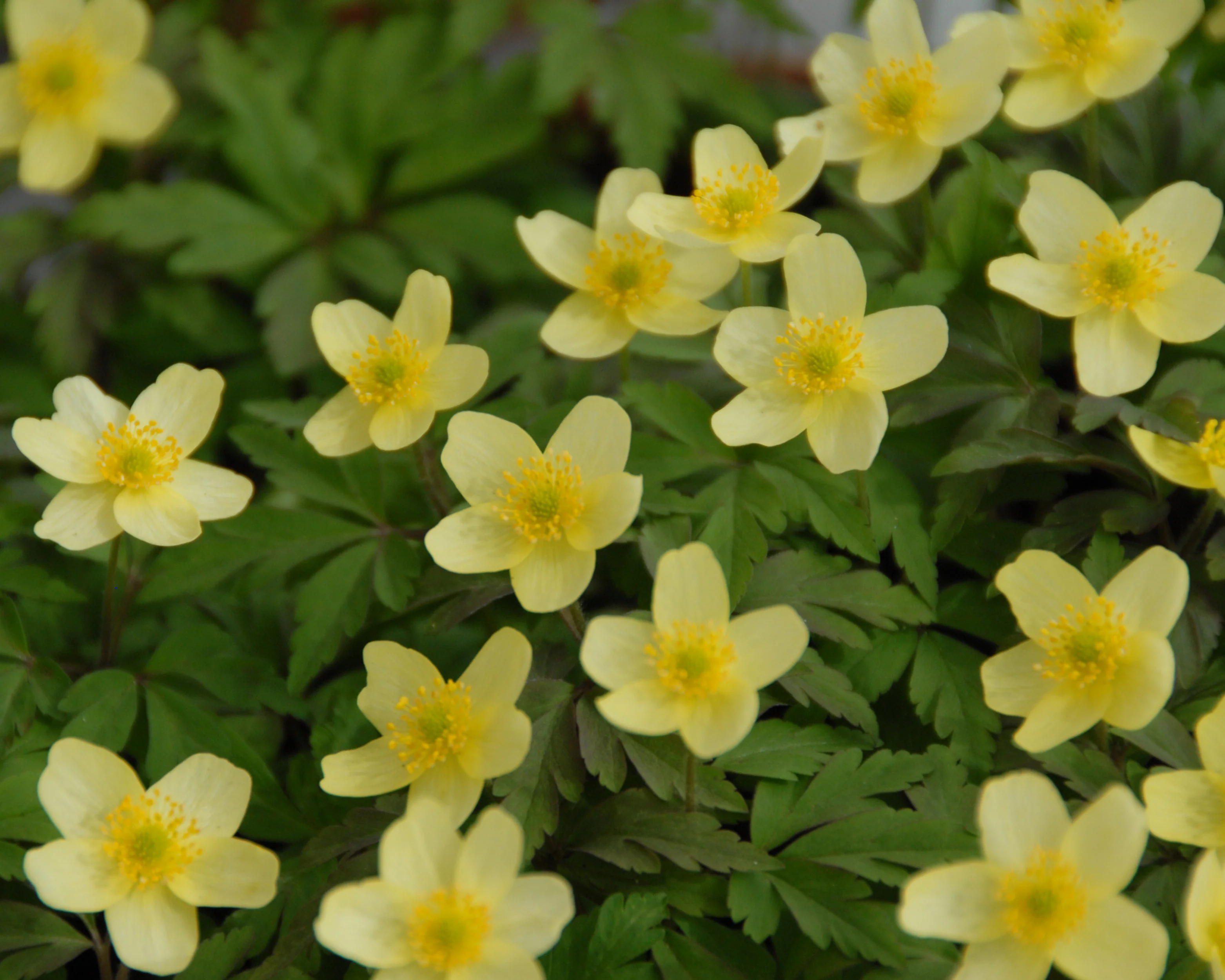 Anemone × lipsiensis - Image 5