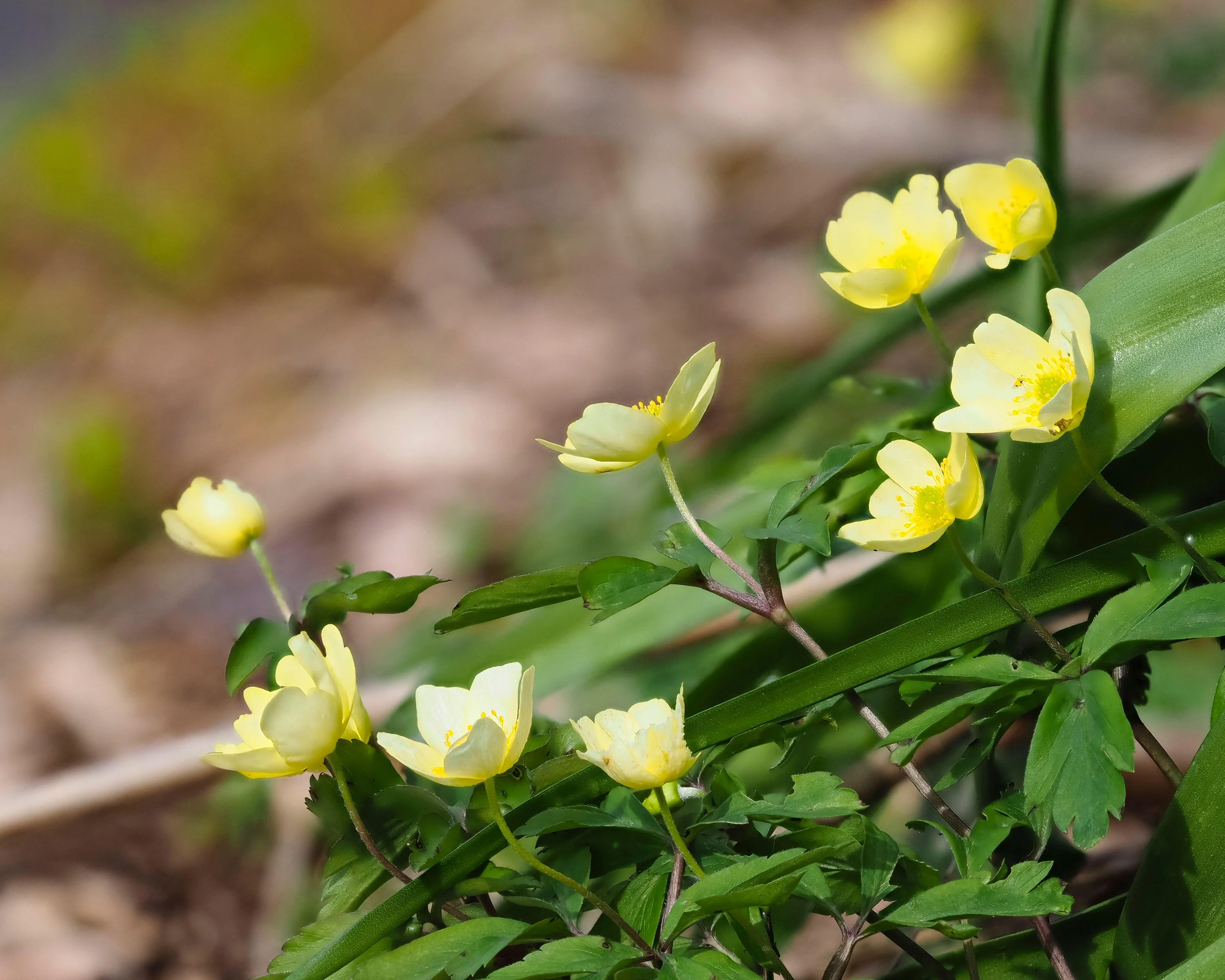 Anemone × lipsiensis - Image 6