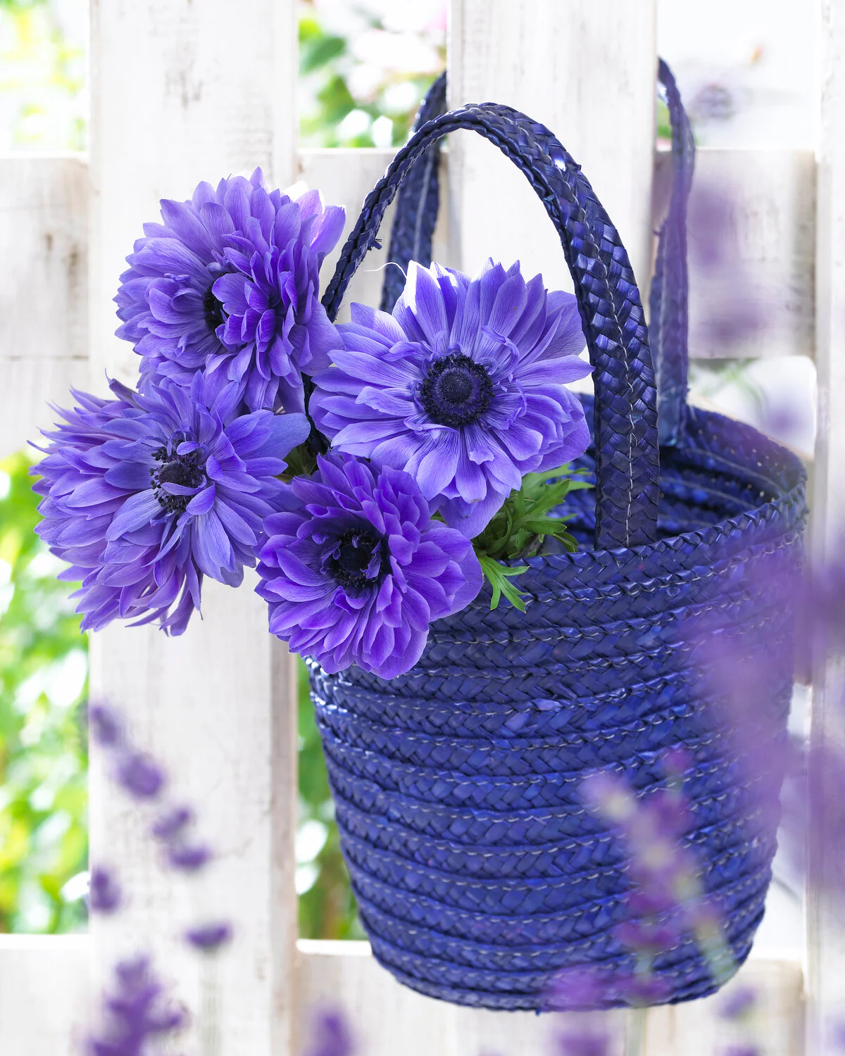 Anemone 'Lord Lieutenant' - Image 2