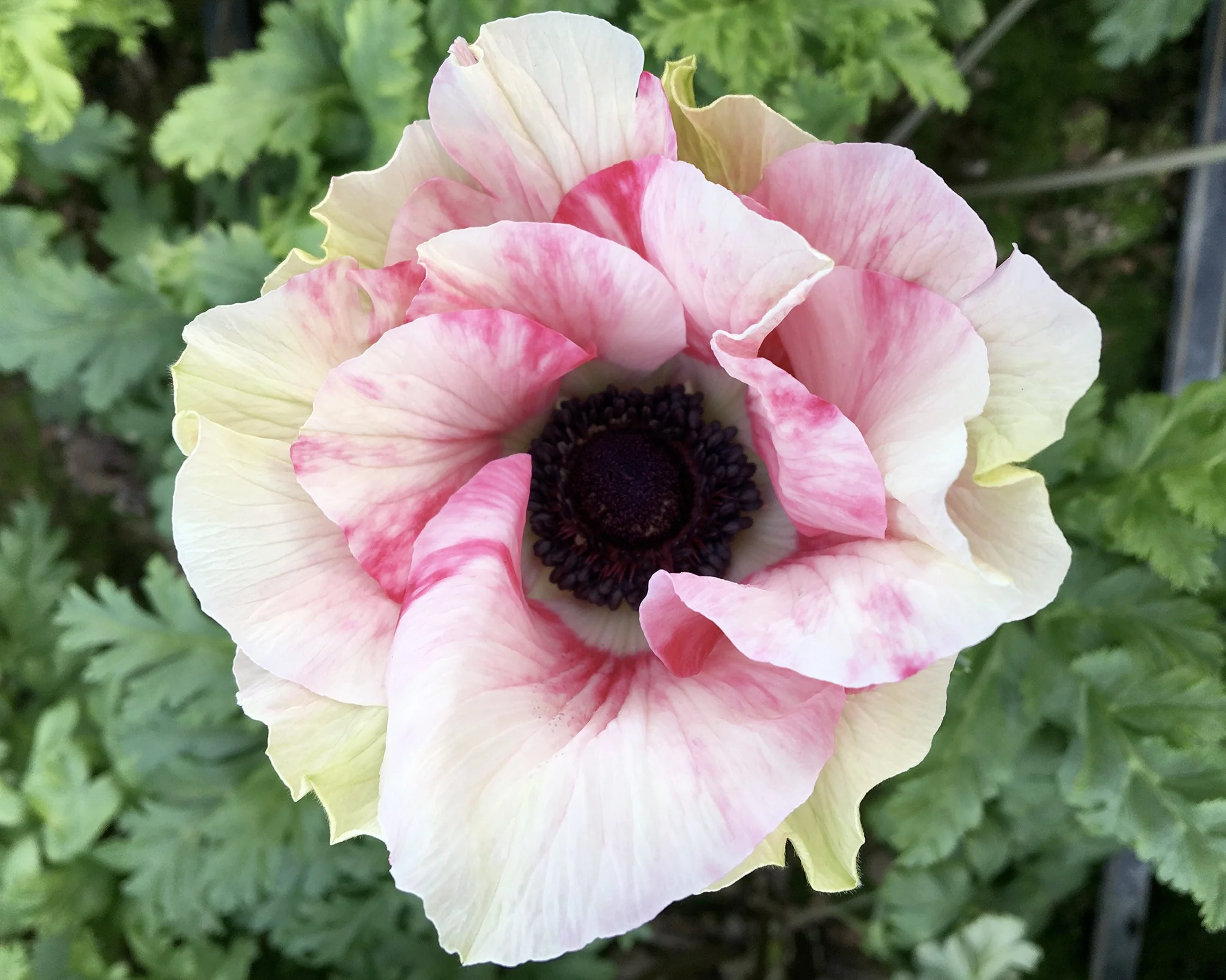 Anemone 'Mistral® Tigre' - Image 4