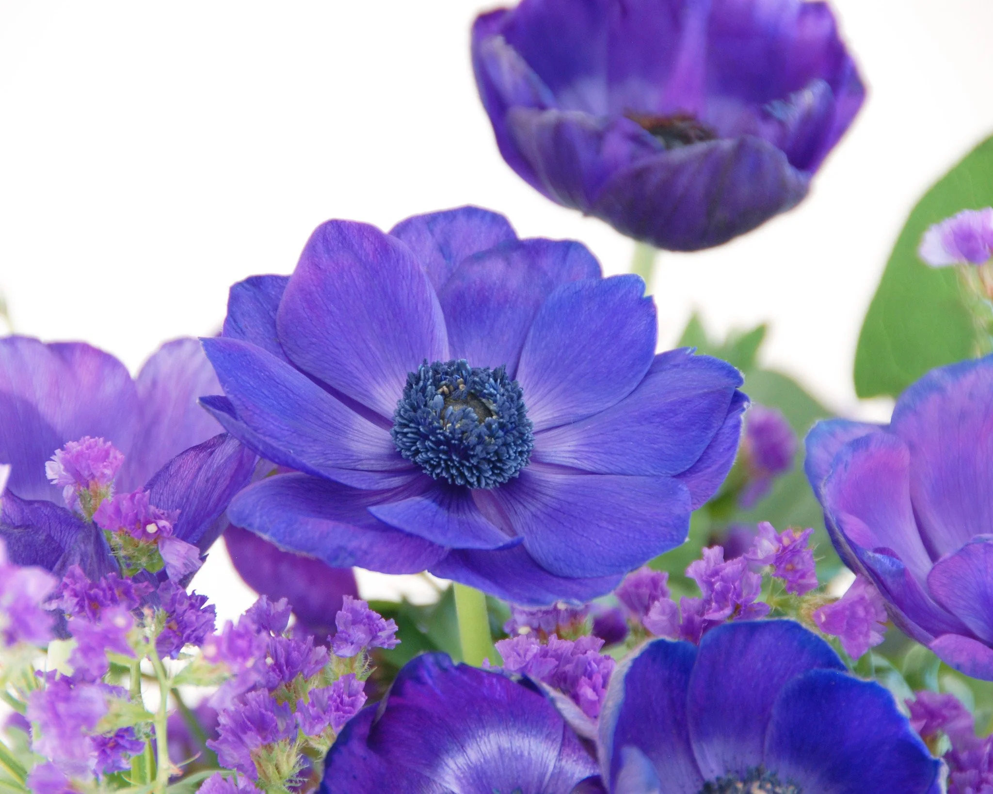 Anemone 'Mr Fokker' - Image 6