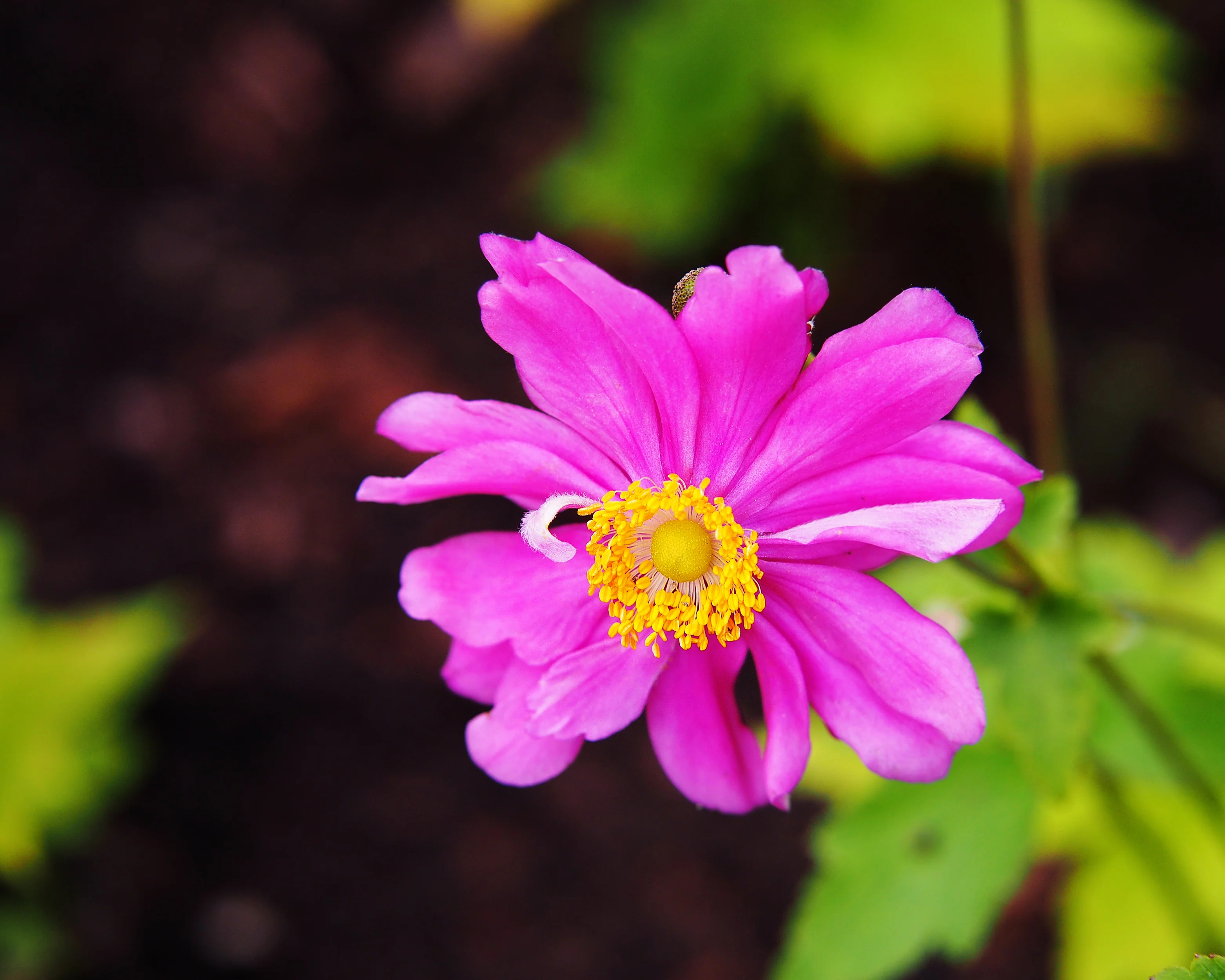 Anemone 'Prinz Heinrich' - Image 2