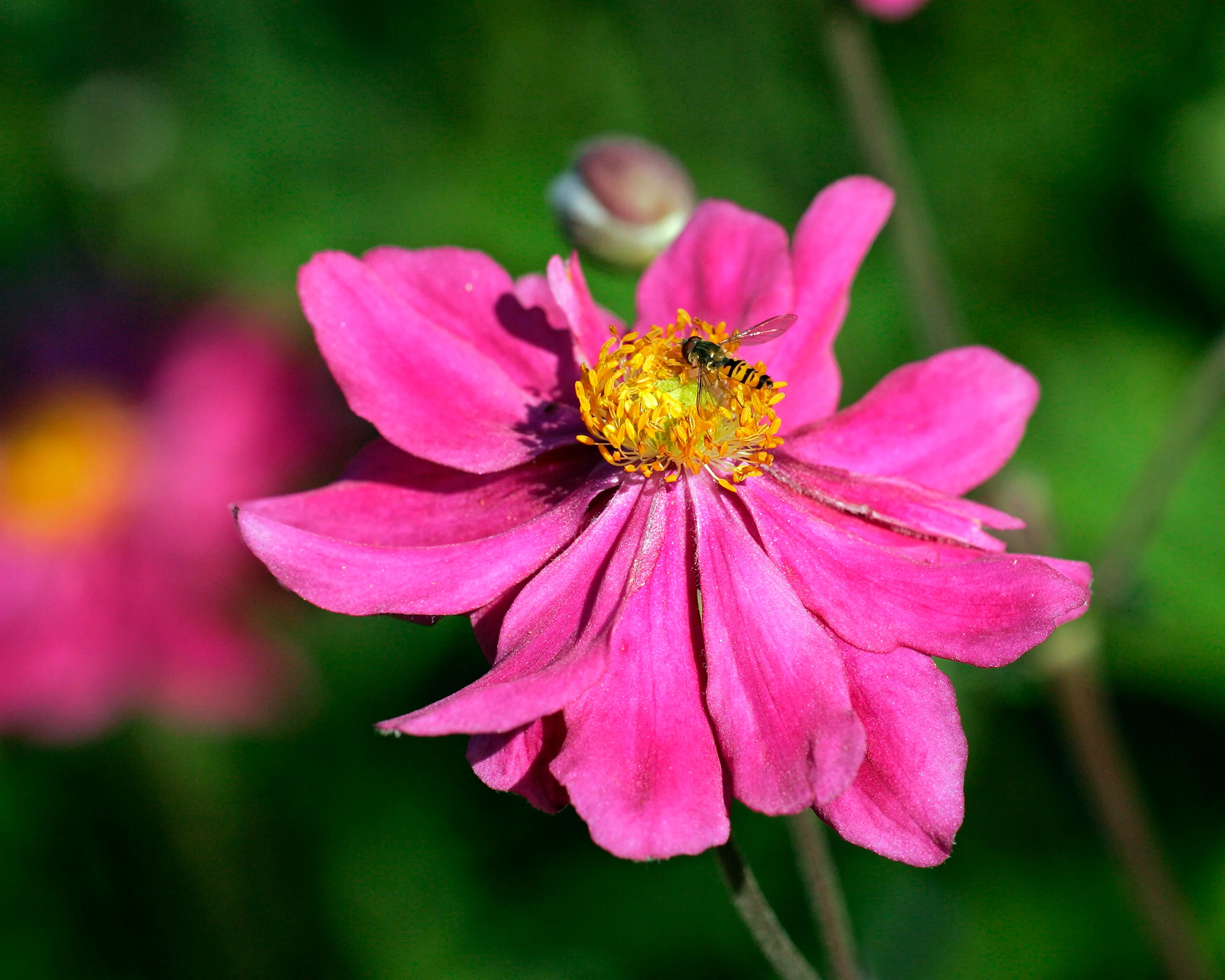 Anemone 'Prinz Heinrich' - Image 5