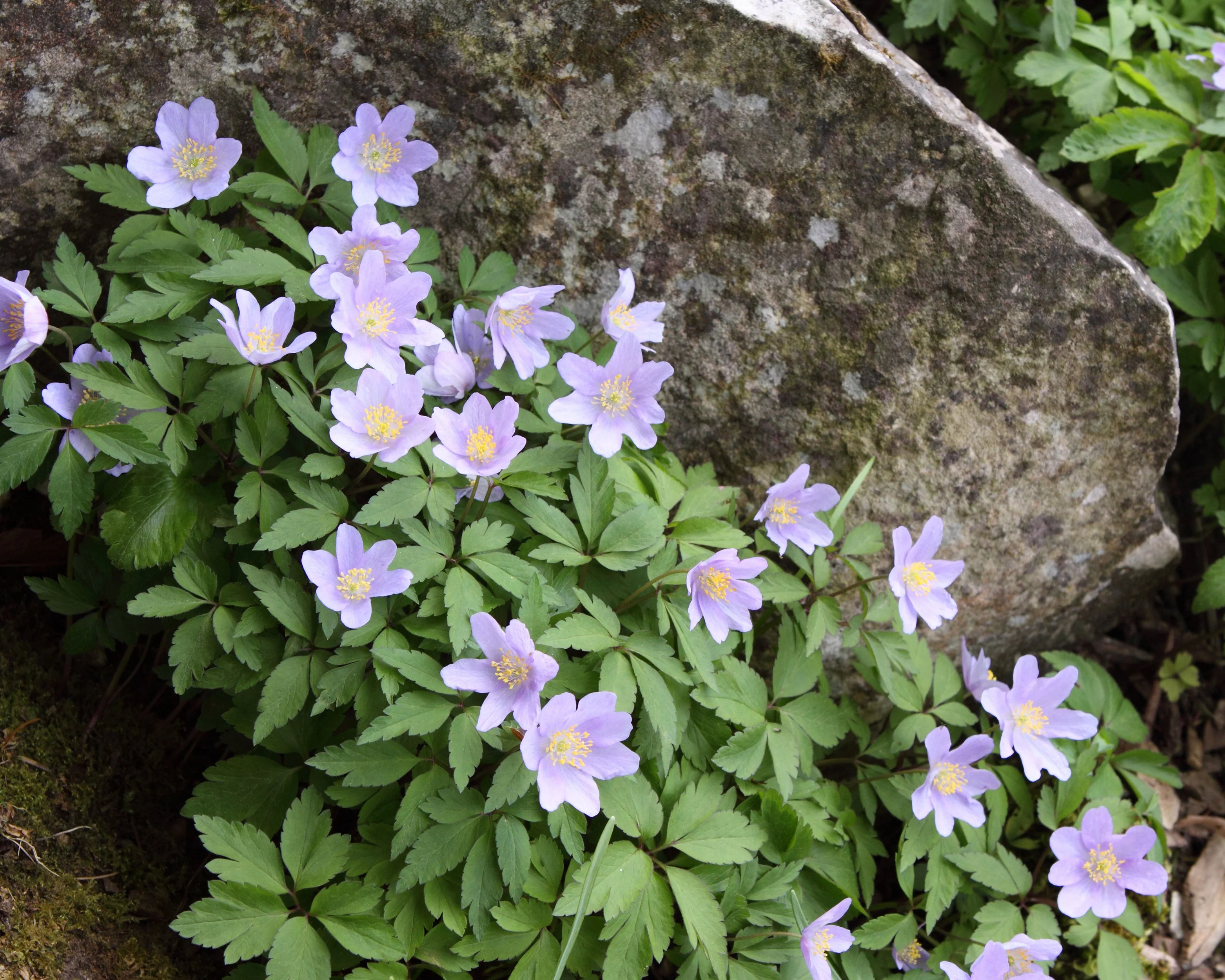 Anemone 'Robinsoniana' - Image 2