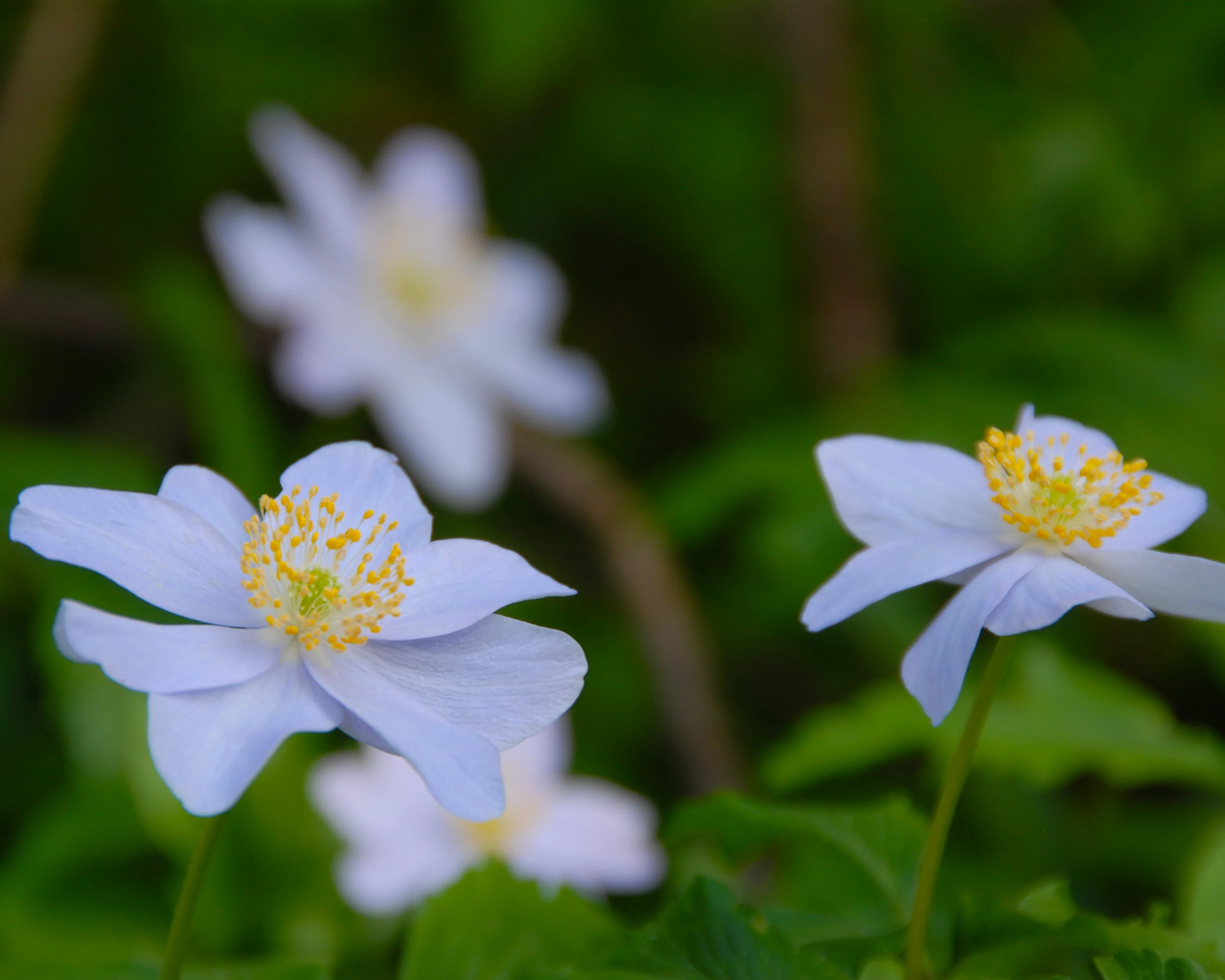 Anemone 'Robinsoniana' - Image 9