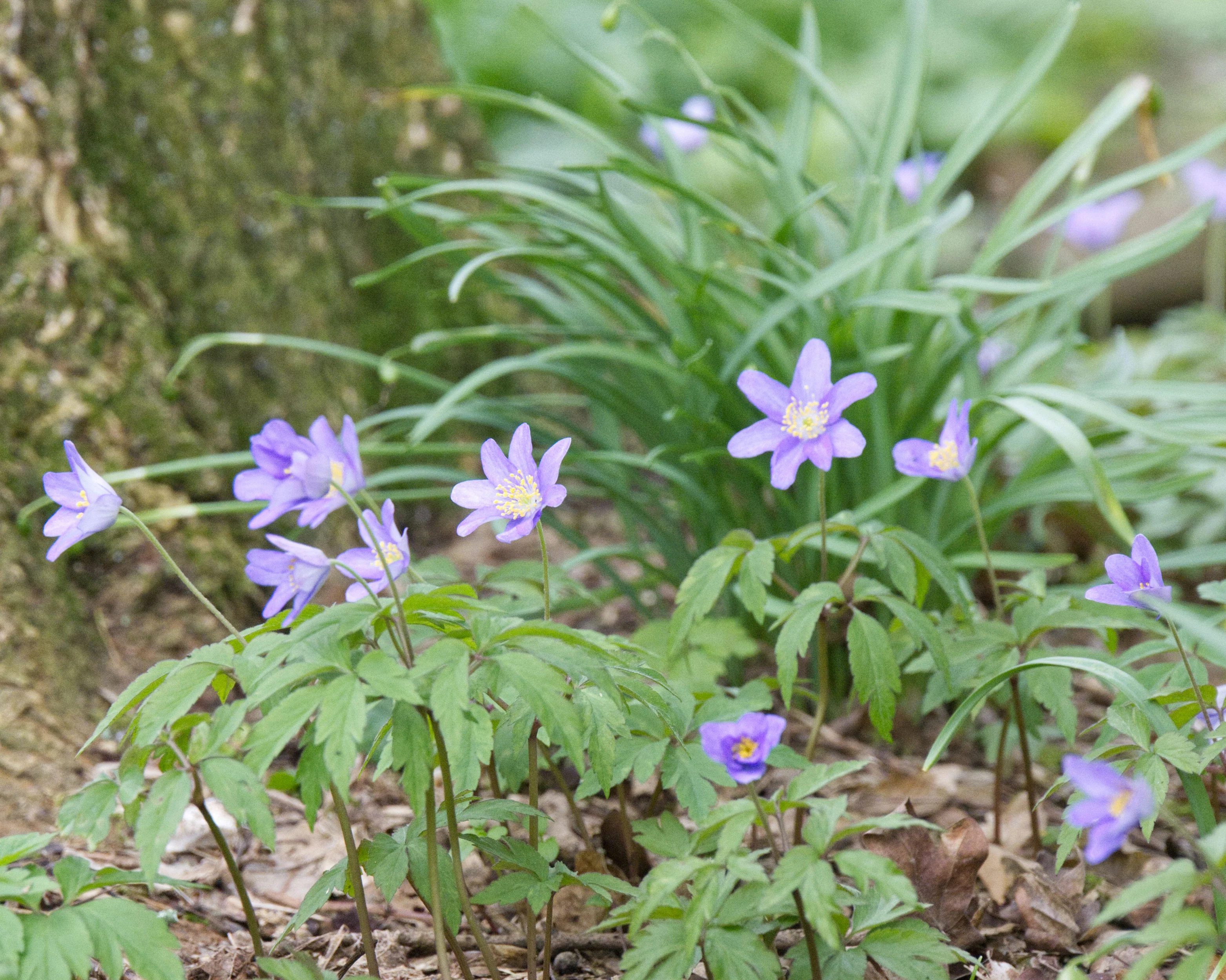 Anemone 'Royal Blue' - Image 2