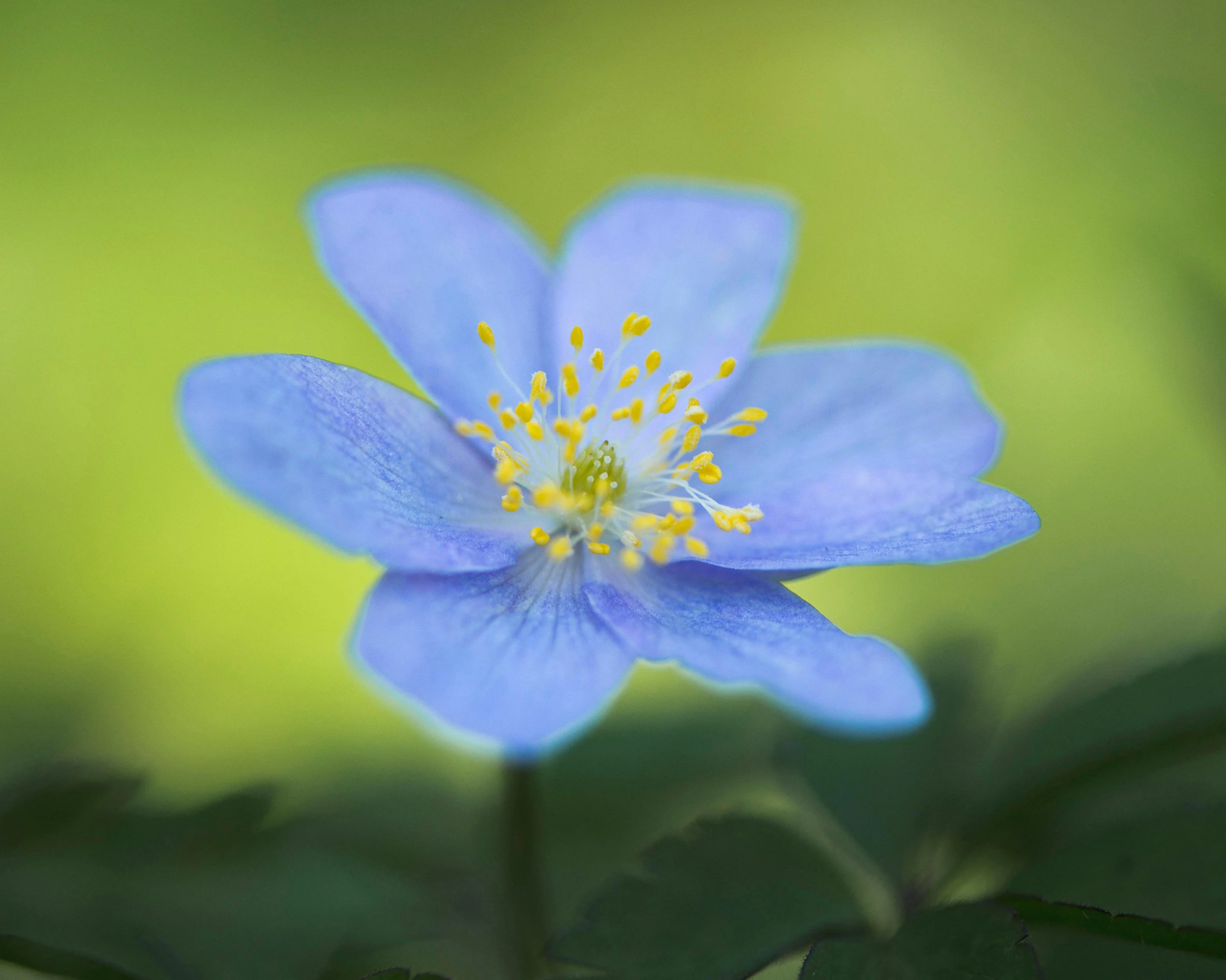 Anemone 'Royal Blue' - Image 3
