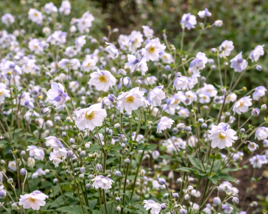 Anemone 'Ruffled Swan' - Image 2
