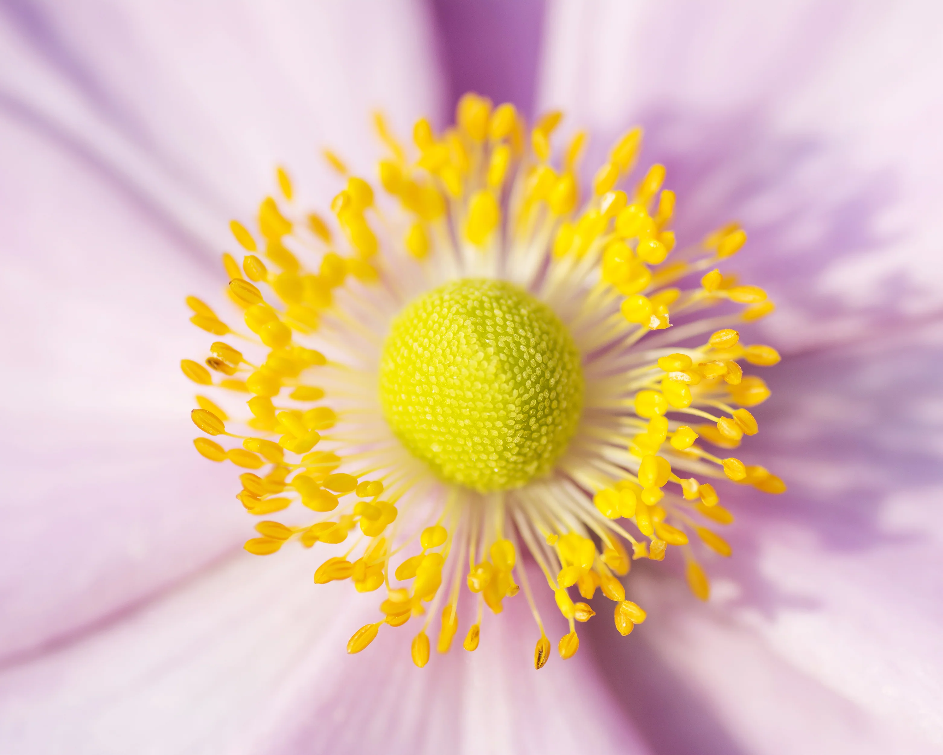 Anemone 'September Charm' - Image 6