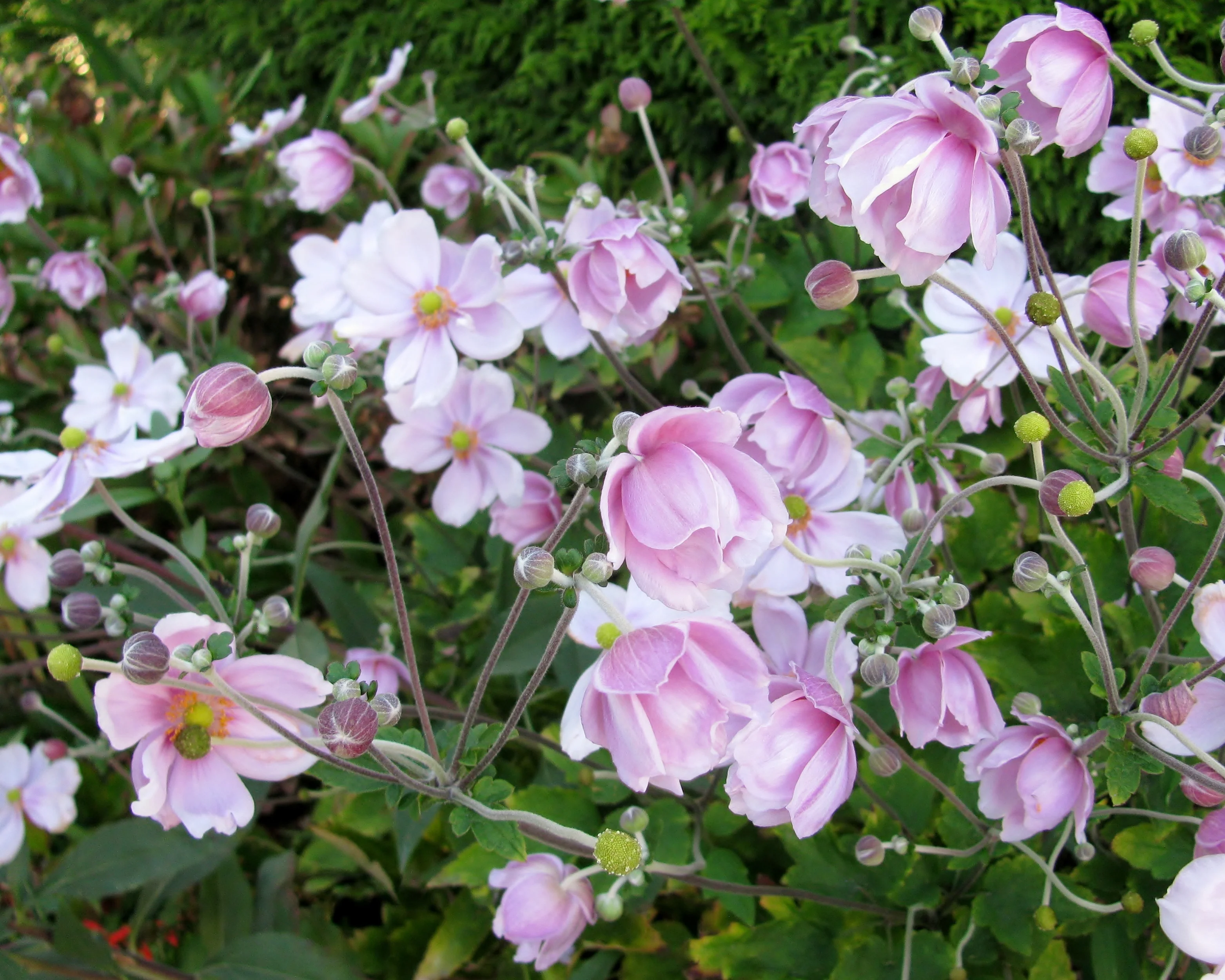 Anemone 'September Charm' - Image 7