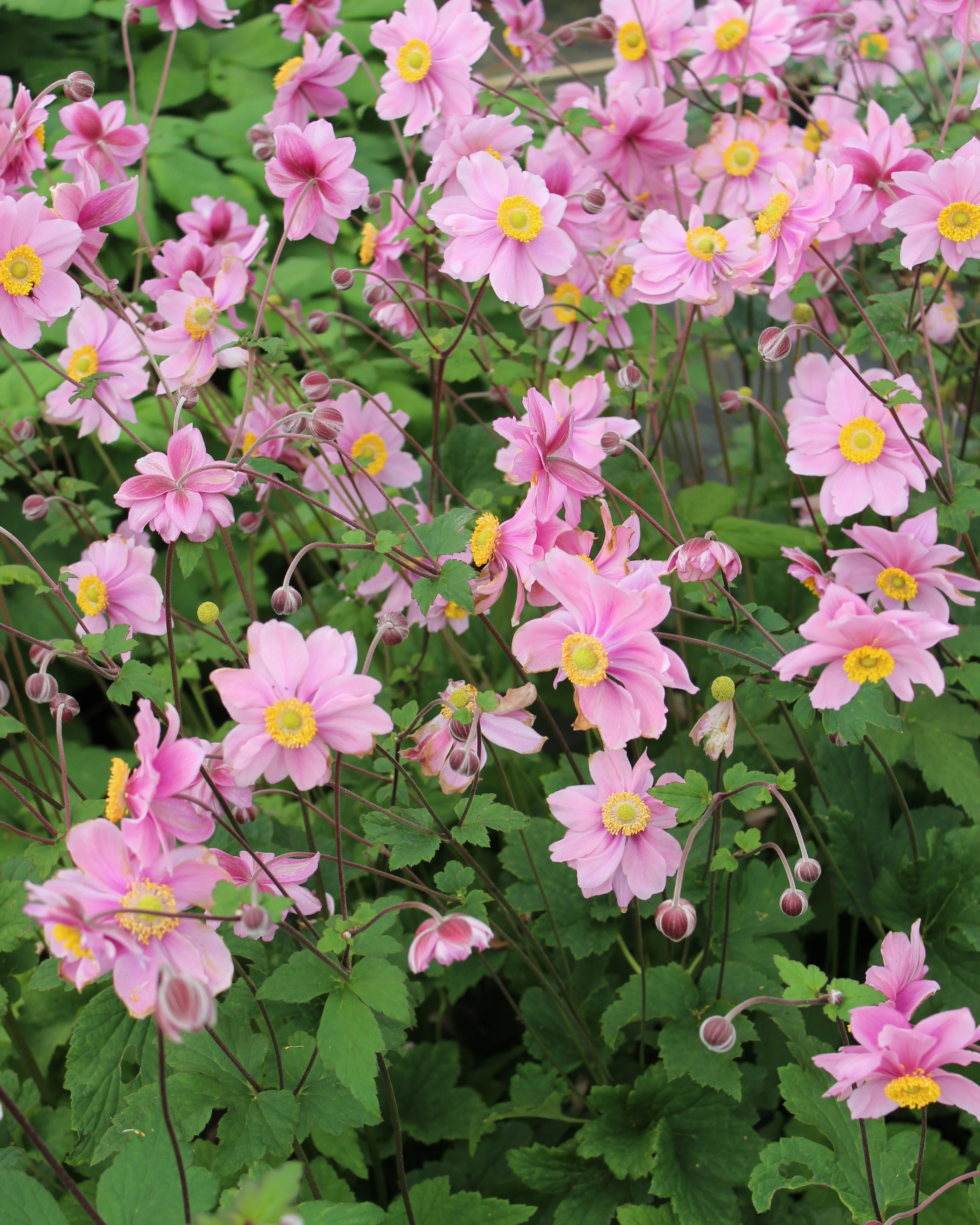Anemone 'Serenade' - Image 3