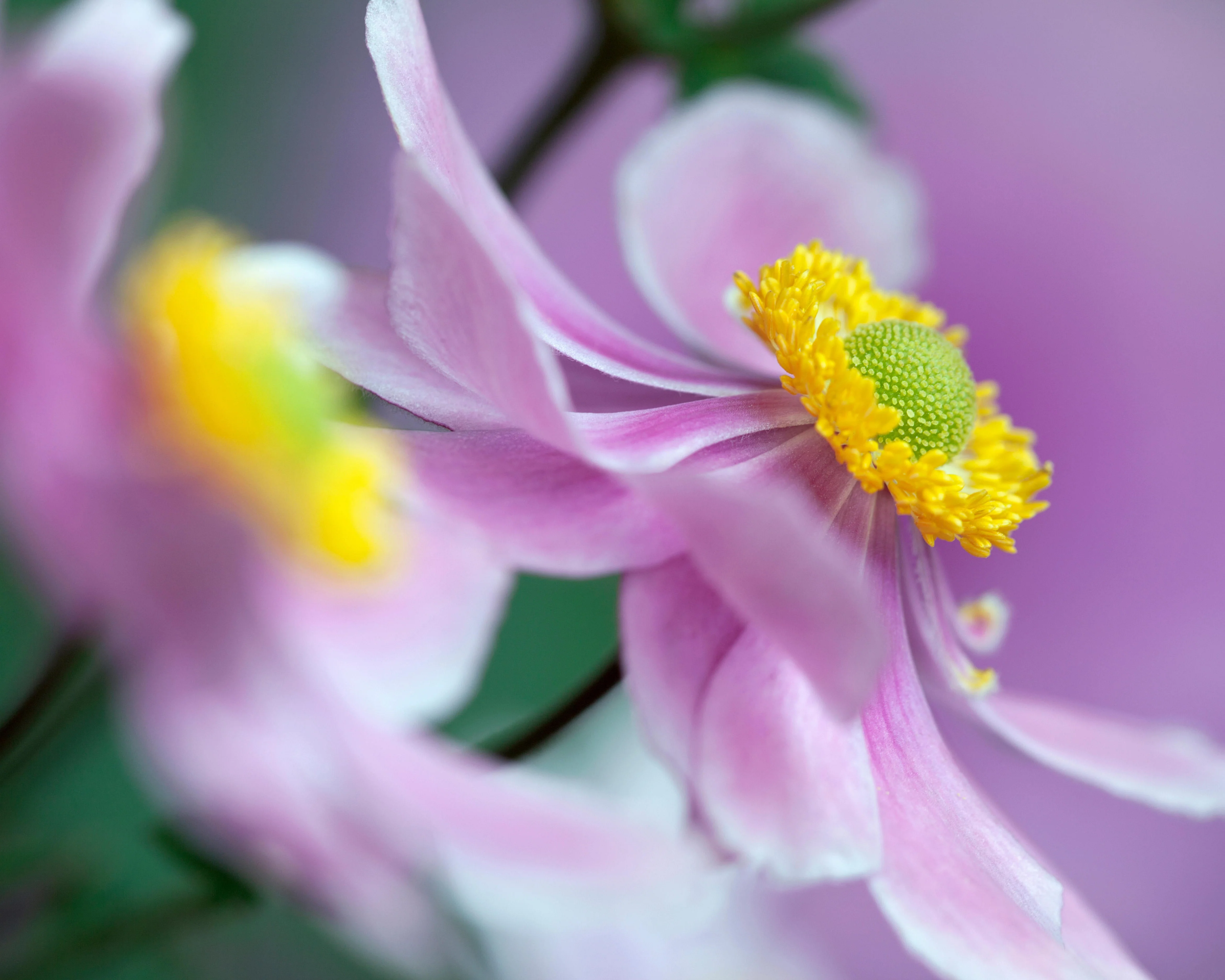 Anemone 'Serenade' - Image 6