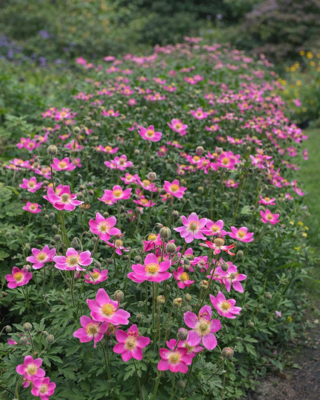 Anemone 'Spring Beauty Pink' - Image 2