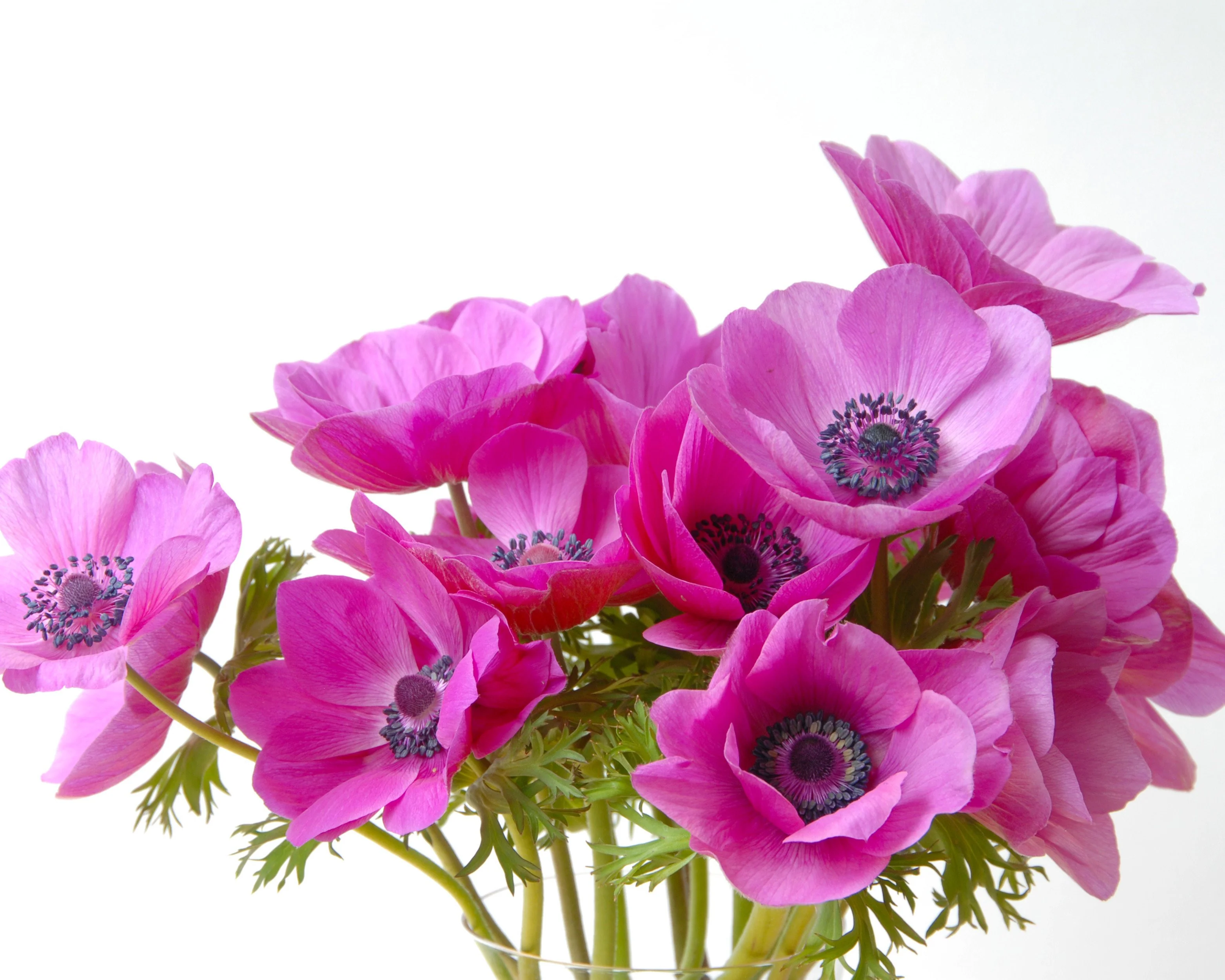 Anemone 'Sylphide' - Image 4