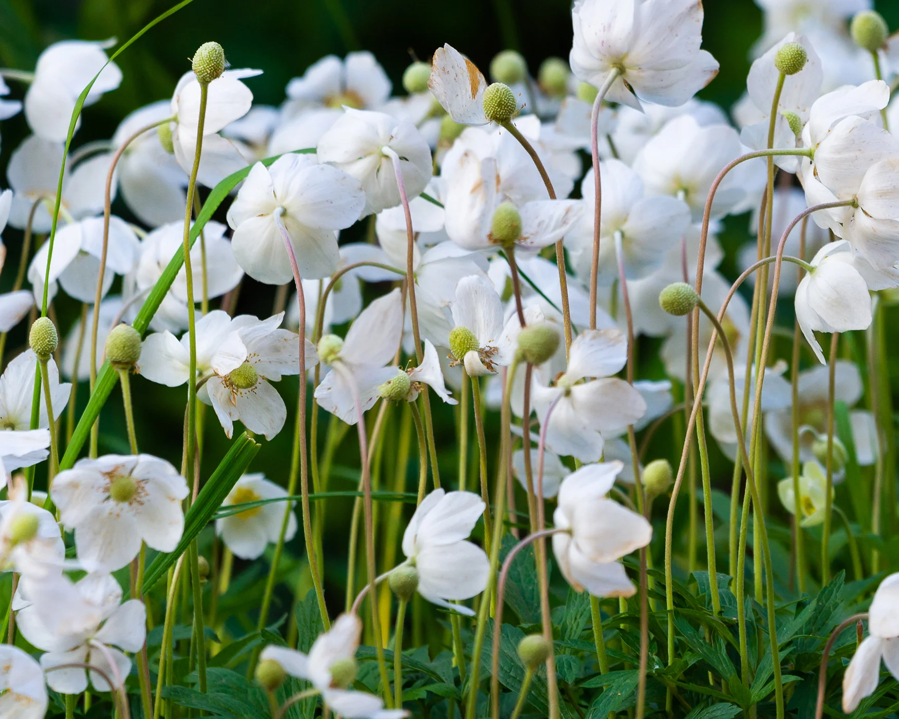 Anemone 'Whirlwind' - Image 5