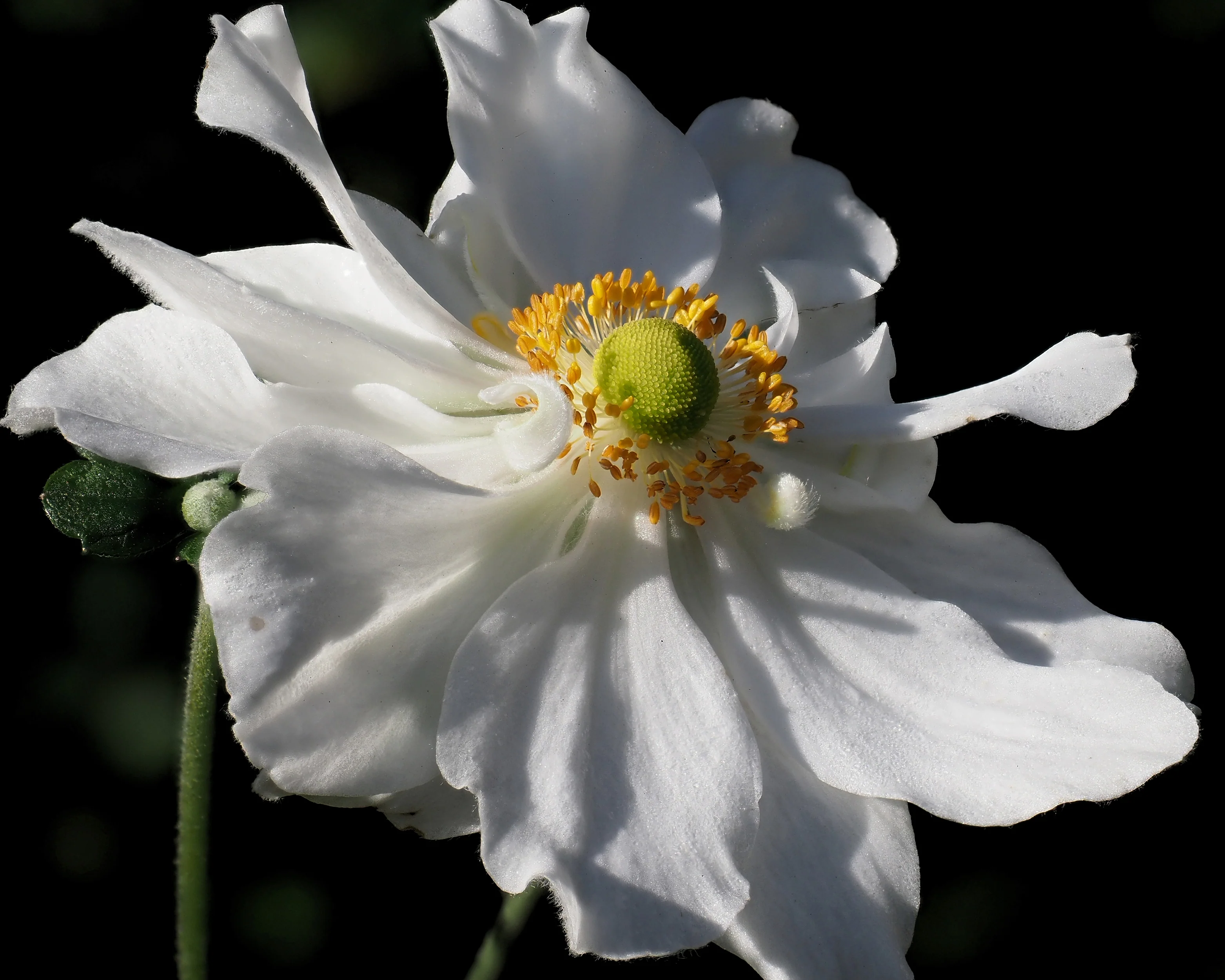 Anemone 'Whirlwind' - Image 7
