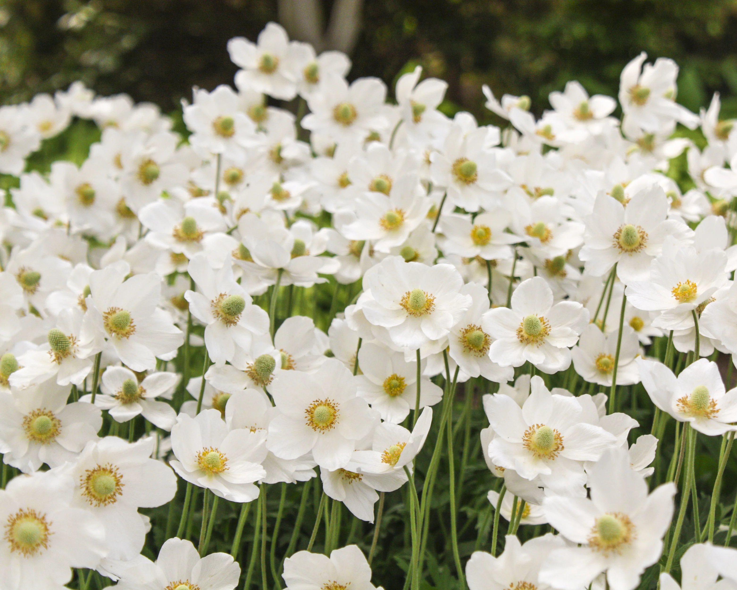 Anemone 'Whirlwind' - Image 9