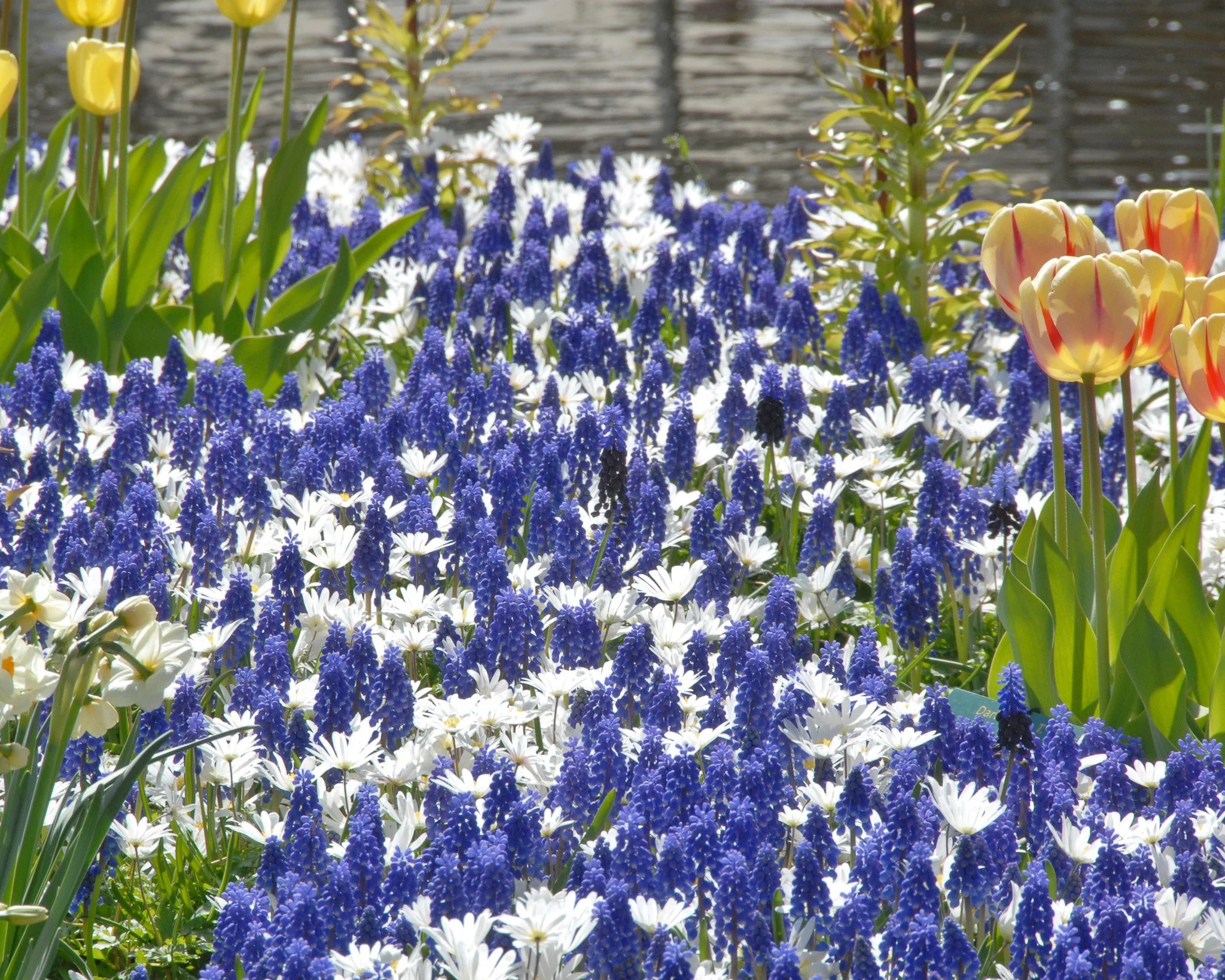 Anemone 'White Splendour' - Image 8