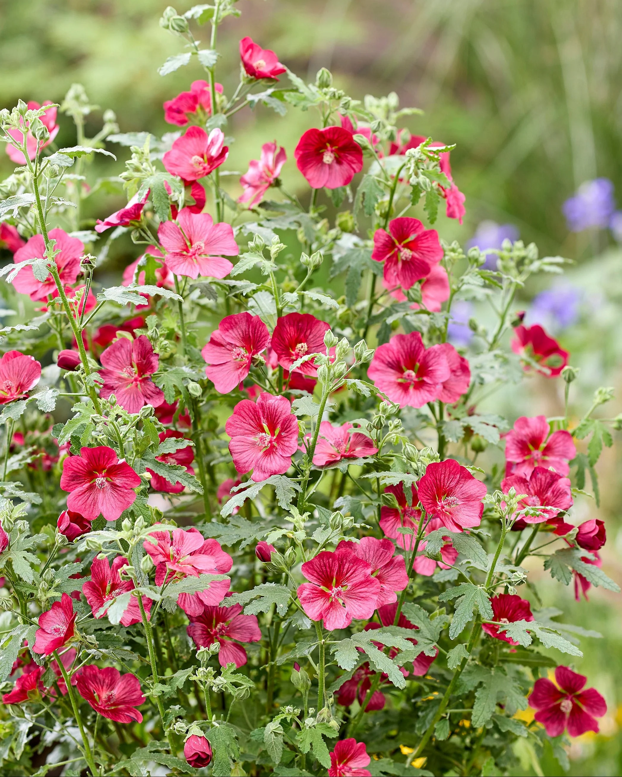 Anisodontea 'Candy Apple'