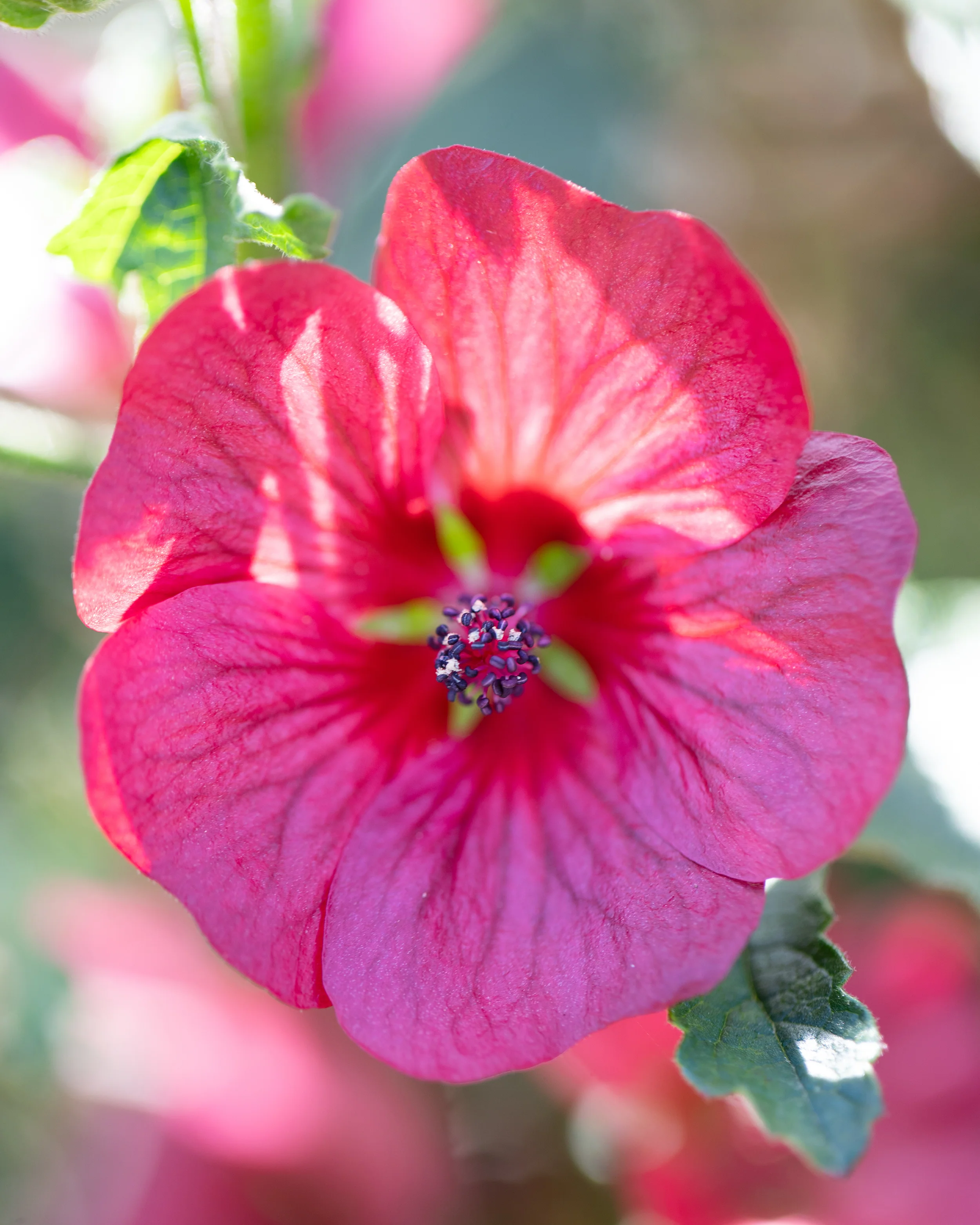 Anisodontea 'Candy Apple' - Image 13