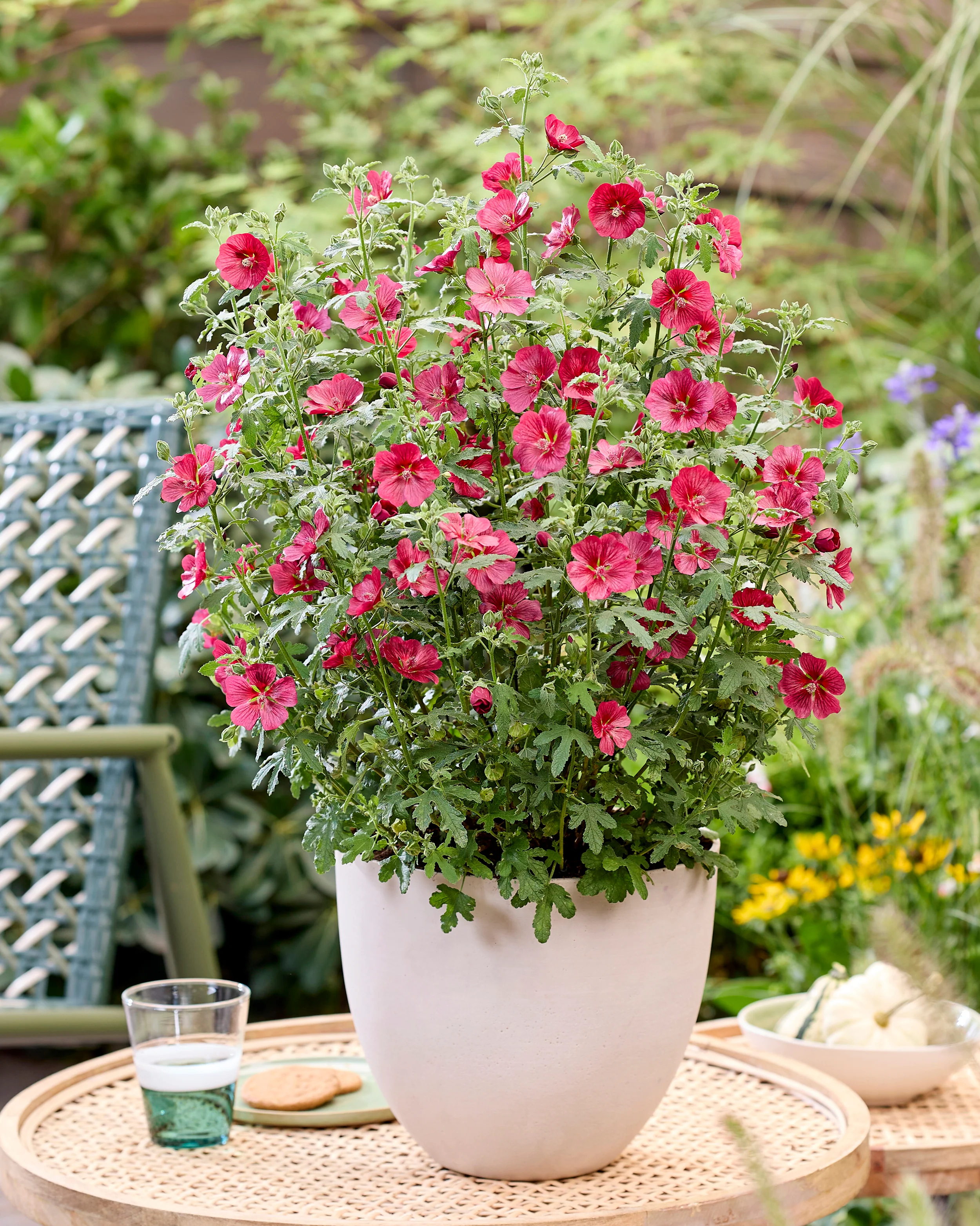 Anisodontea 'Candy Apple' - Image 15