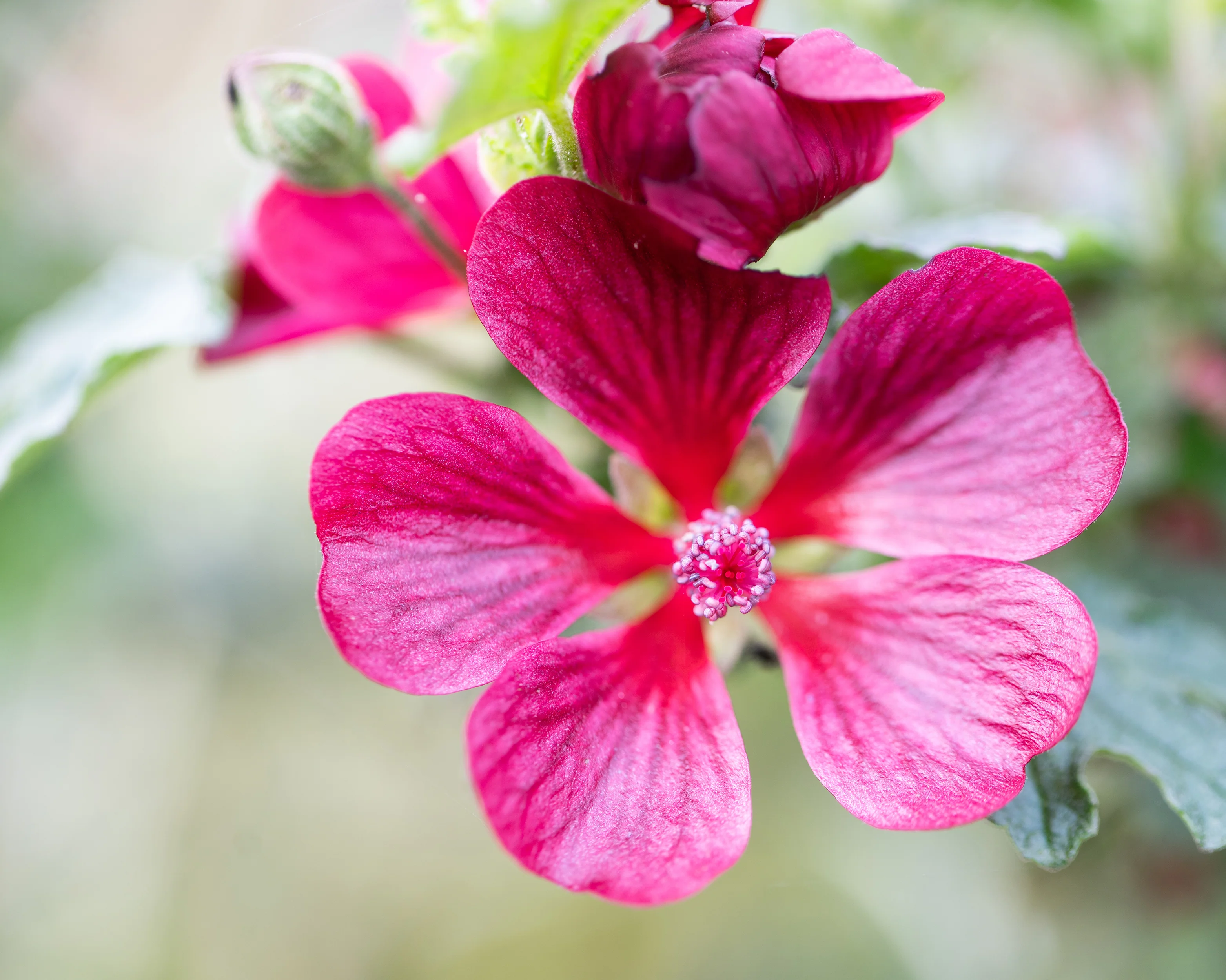 Anisodontea 'Candy Apple' - Image 17