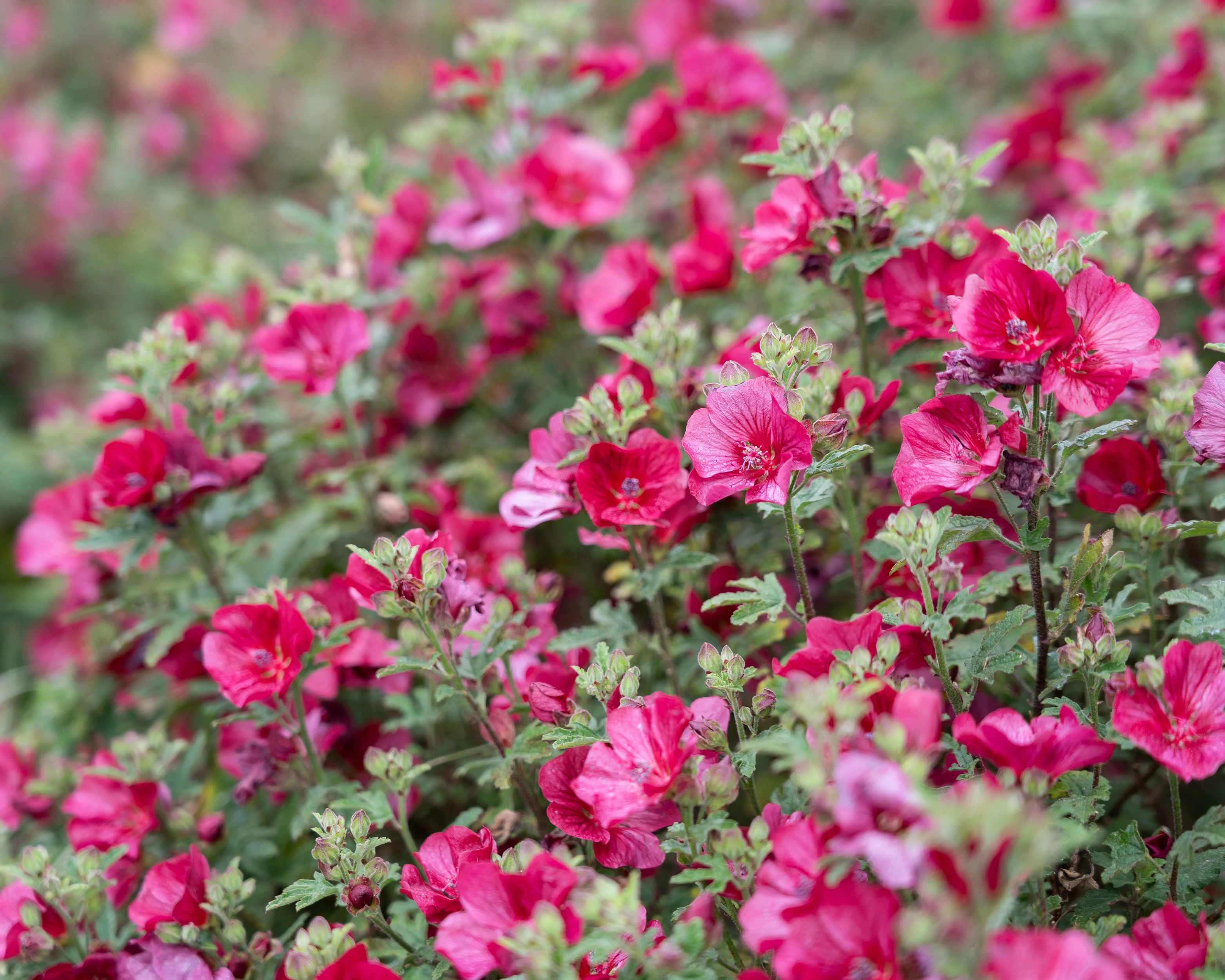 Anisodontea 'Candy Apple' - Image 3